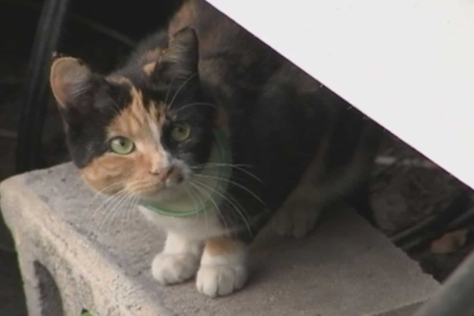 cat hidding under the table