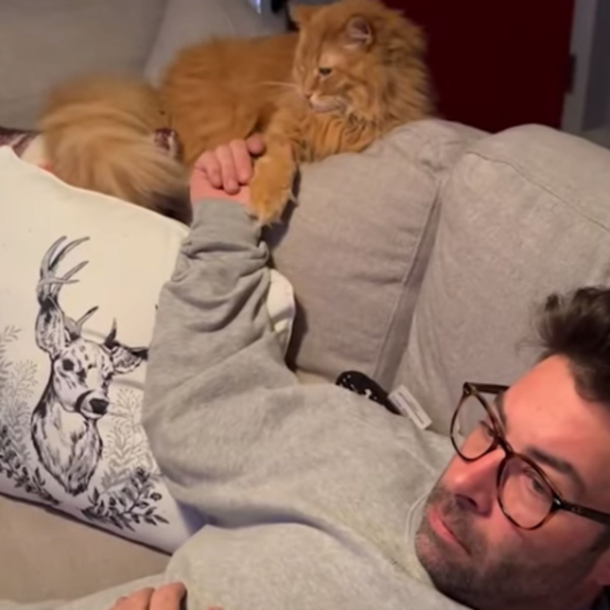 cat holding with man's hand on the couch