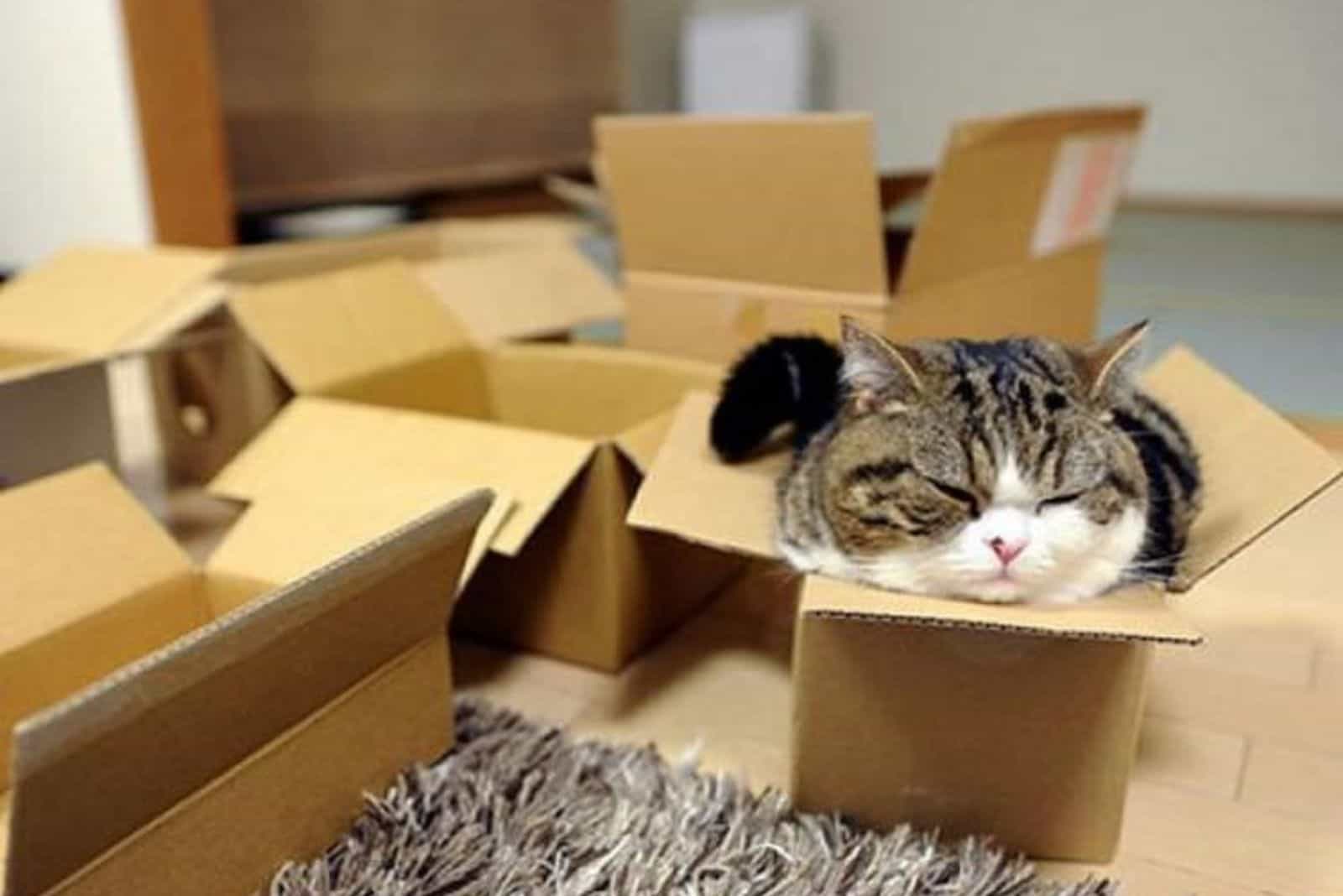 cat in a box with empty boxes around her