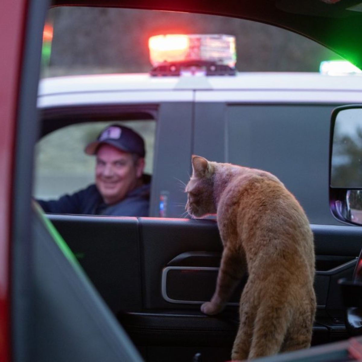 cat in a car looking out the window