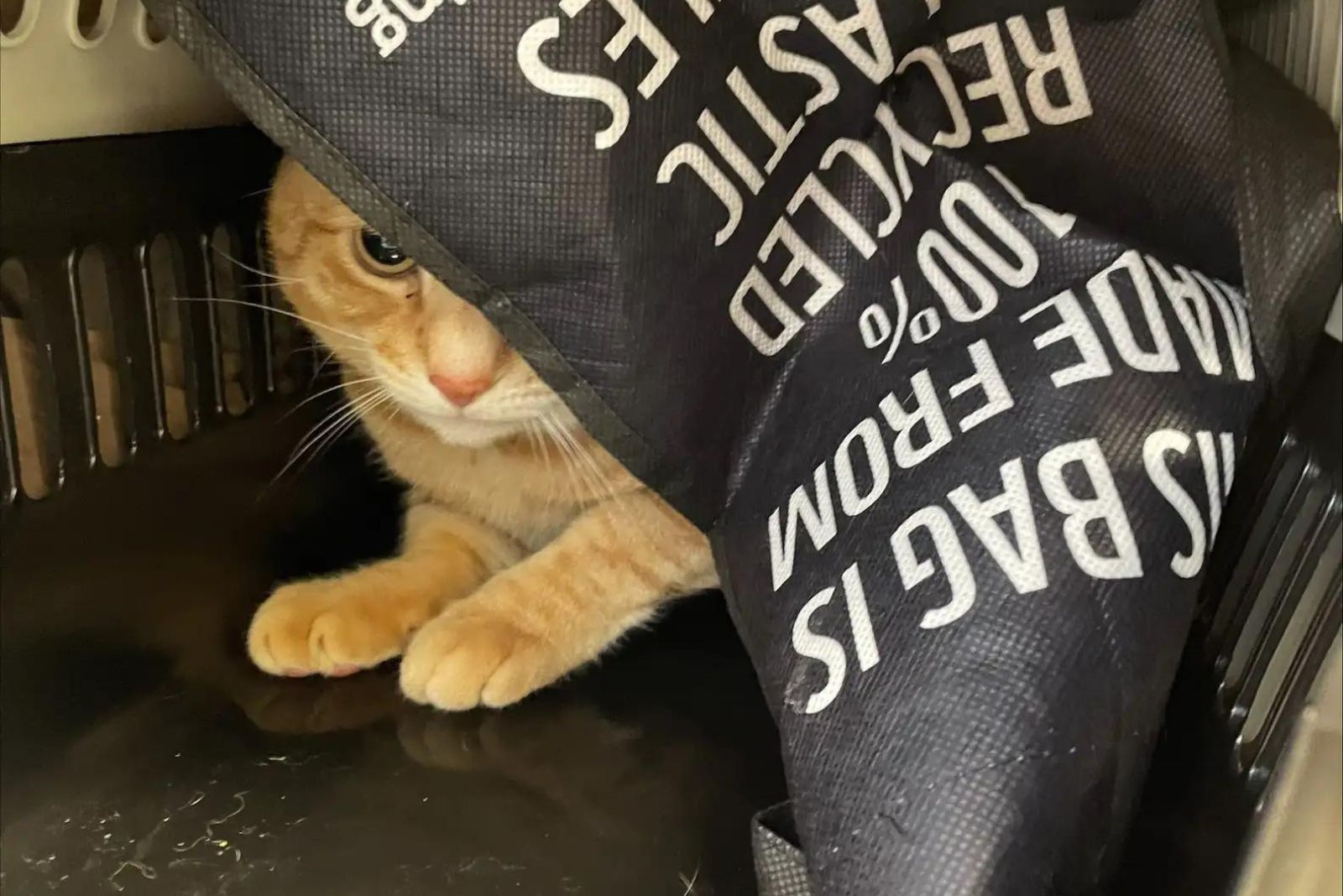 cat in a pet carrier