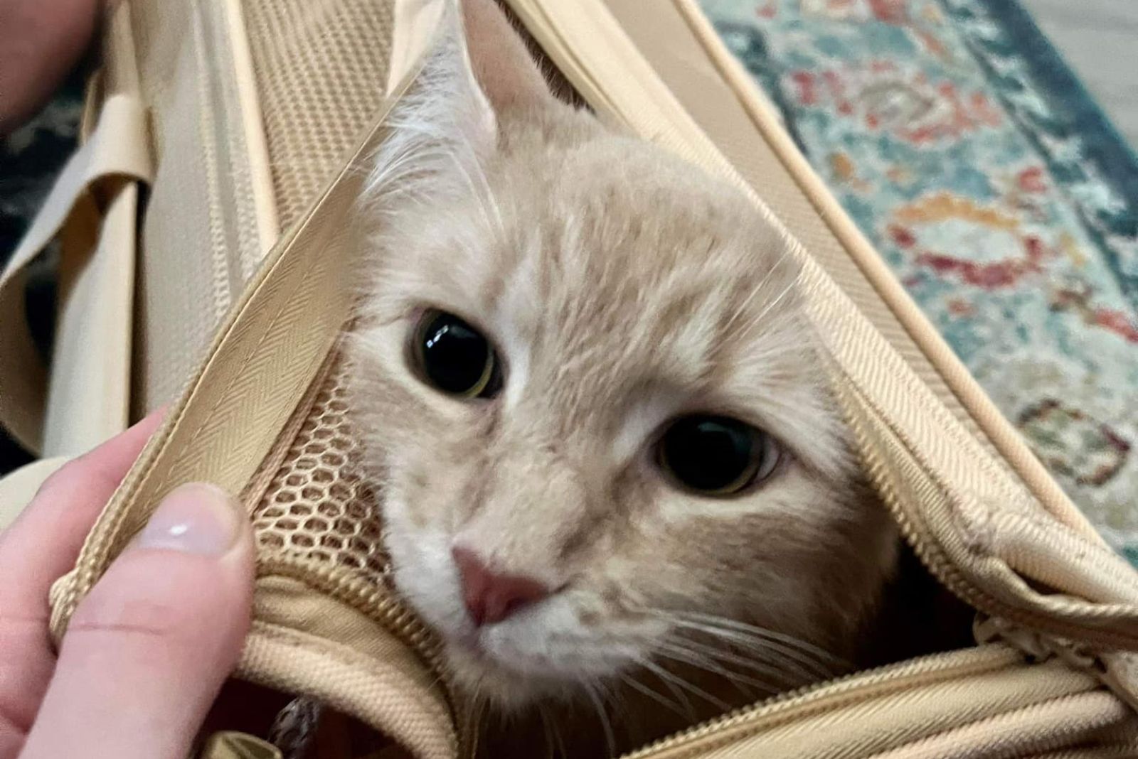 cat in bag