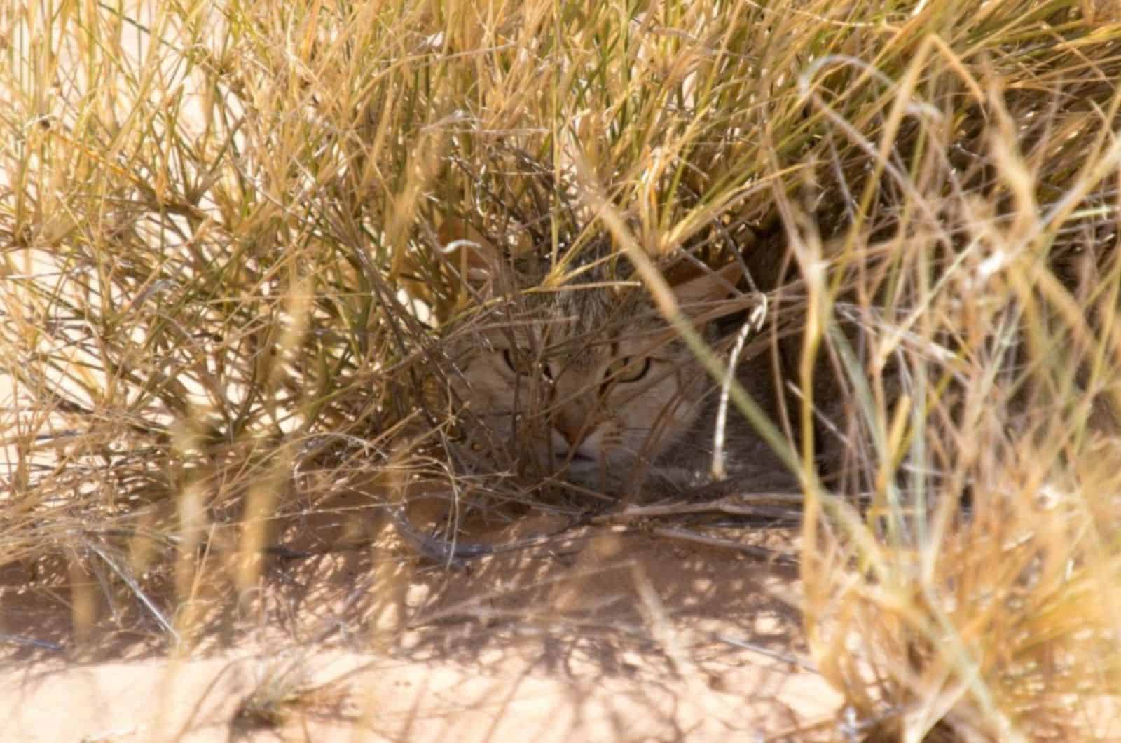 cat in bush