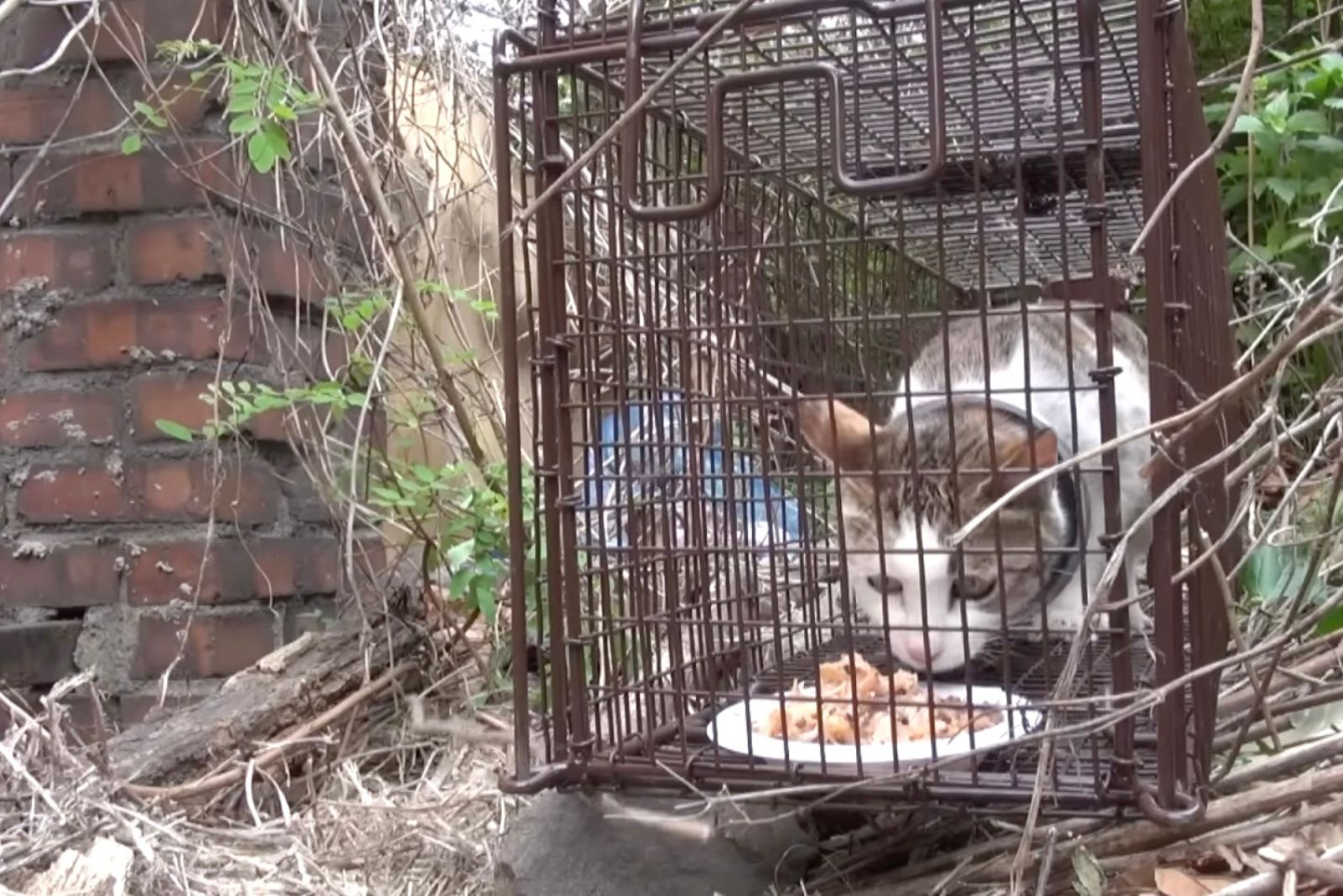 cat in cave eating a meal