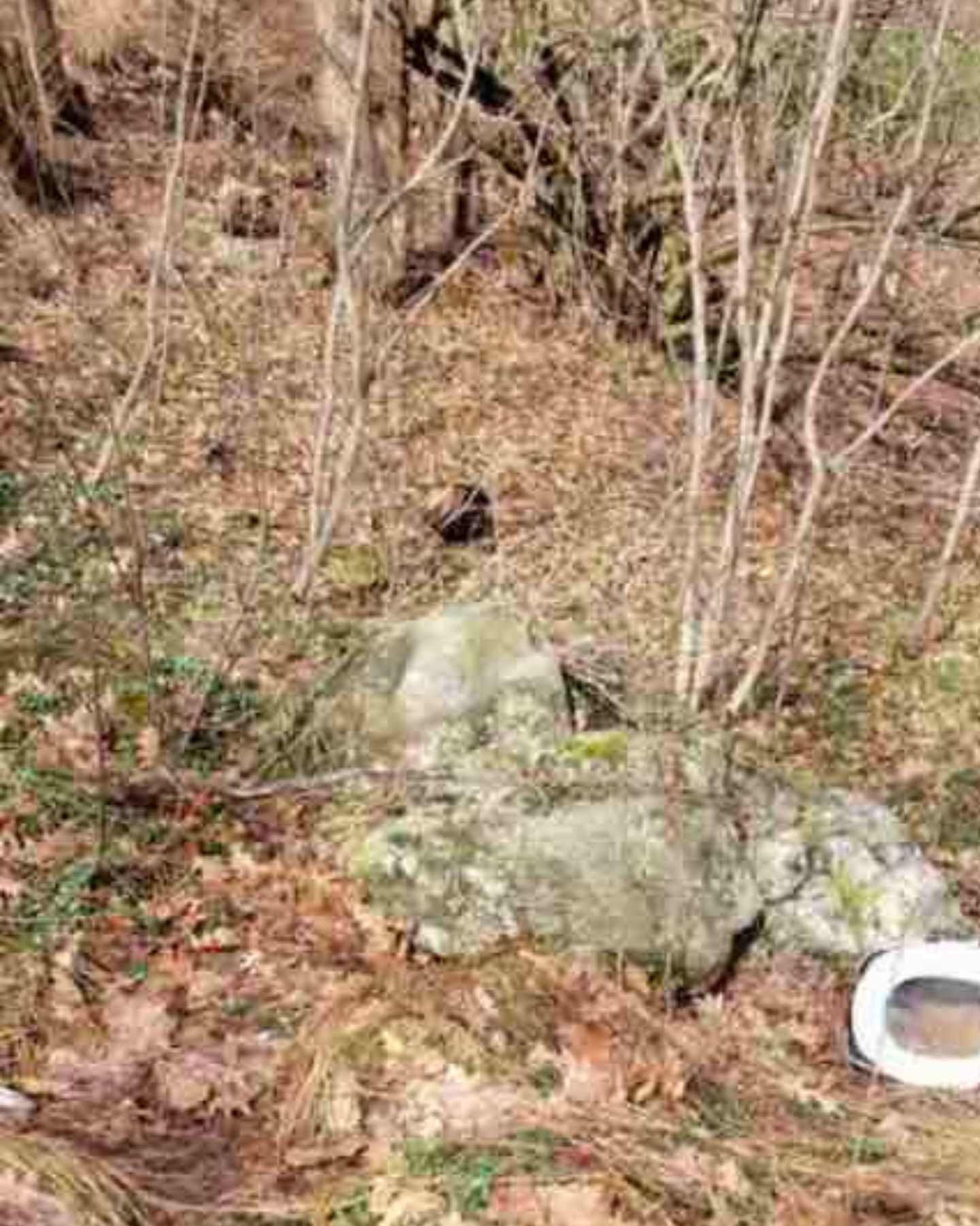 cat in forest