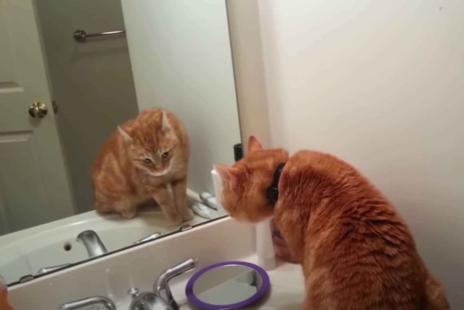 cat in front of mirror