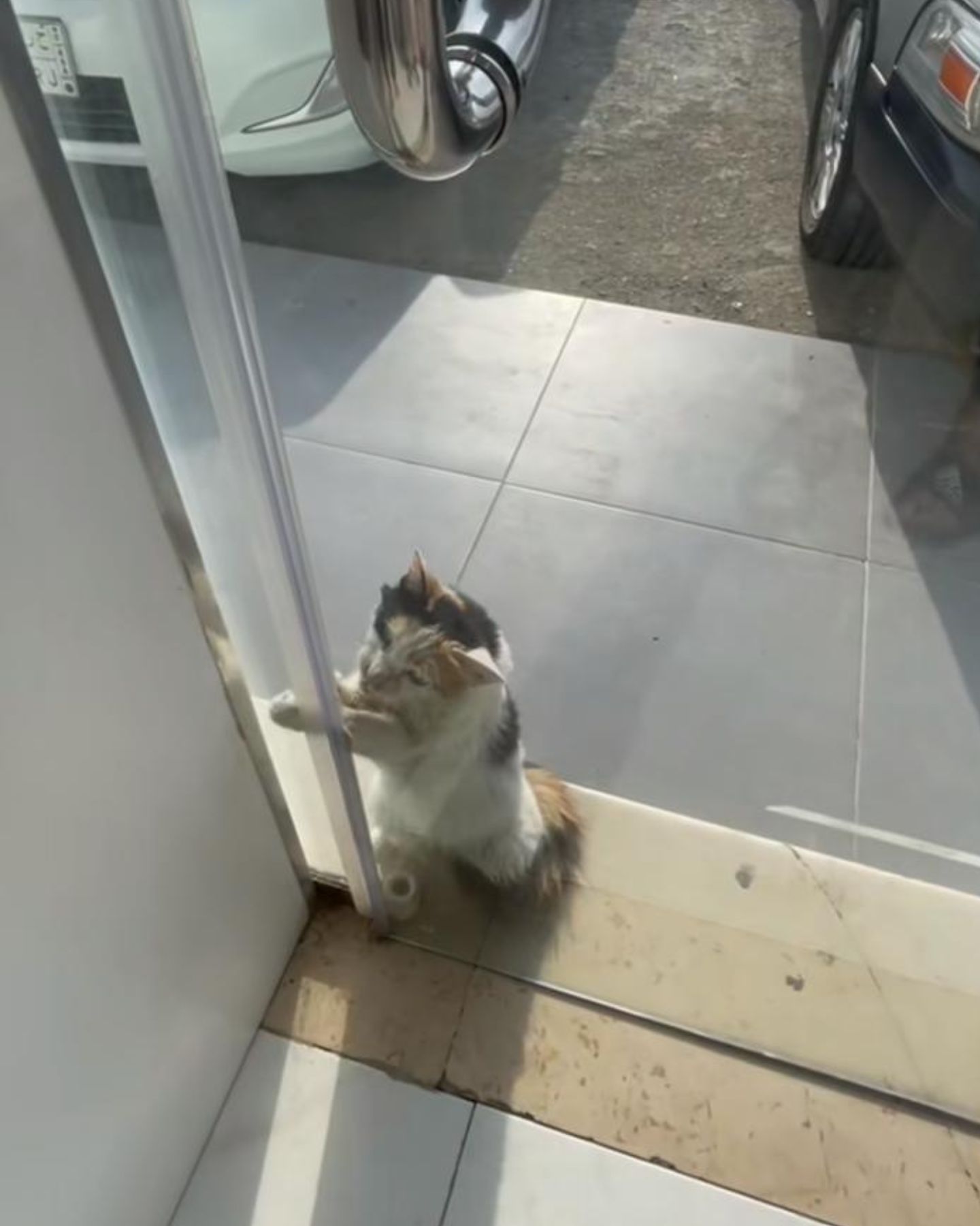 cat in front of the store