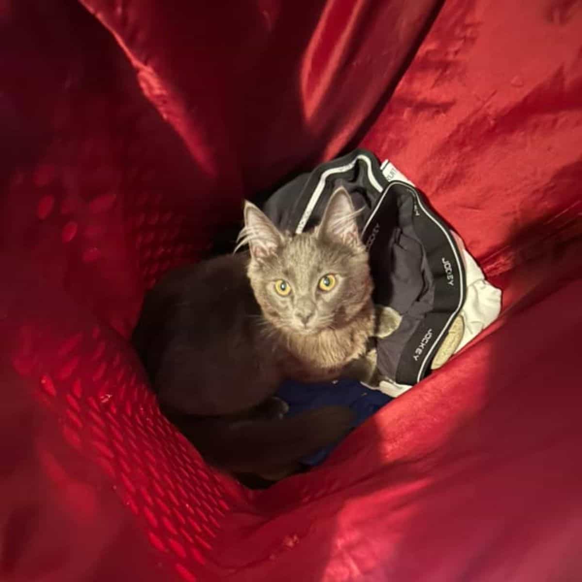 cat in laundry