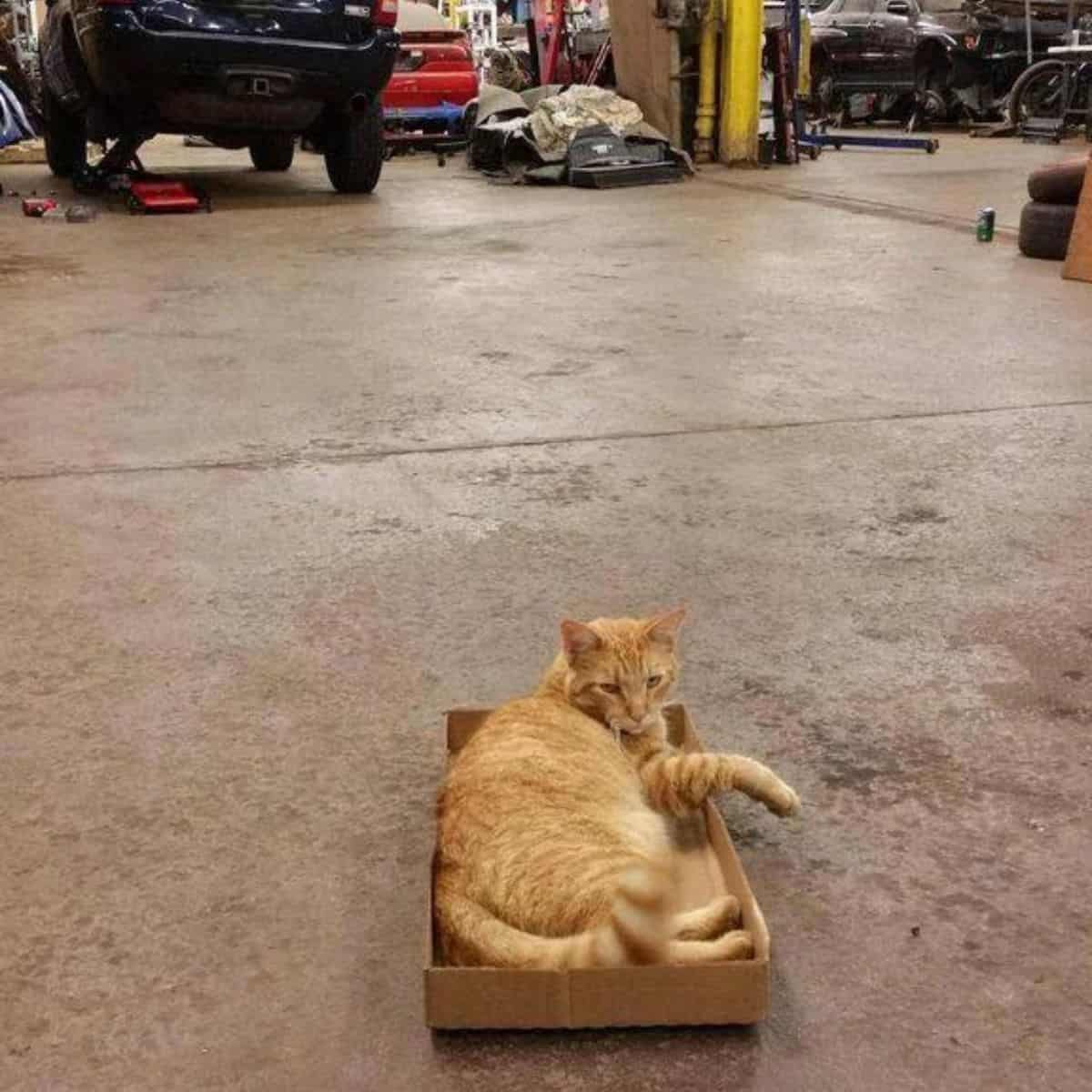 cat in mehanical service