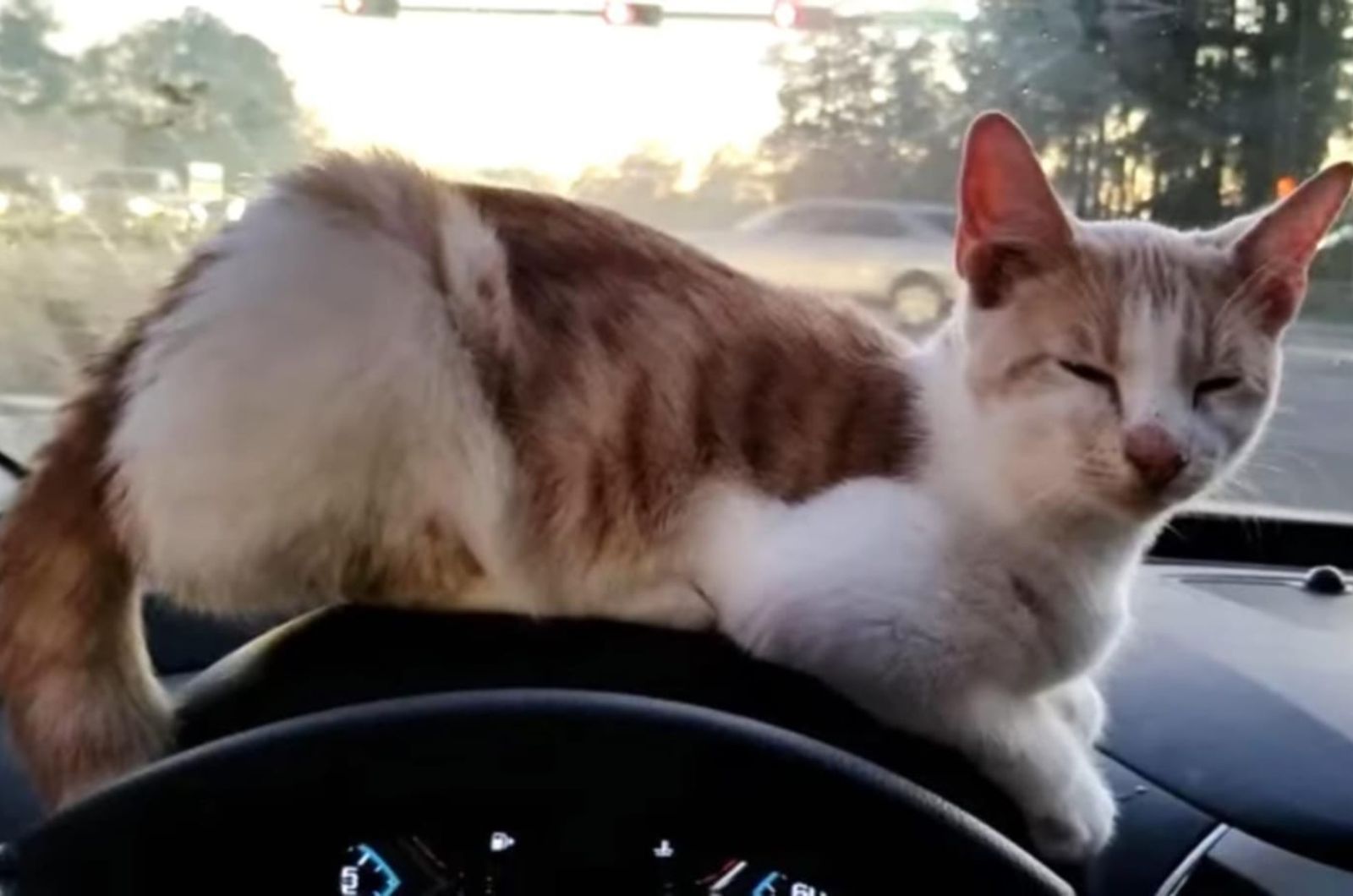 cat in the car