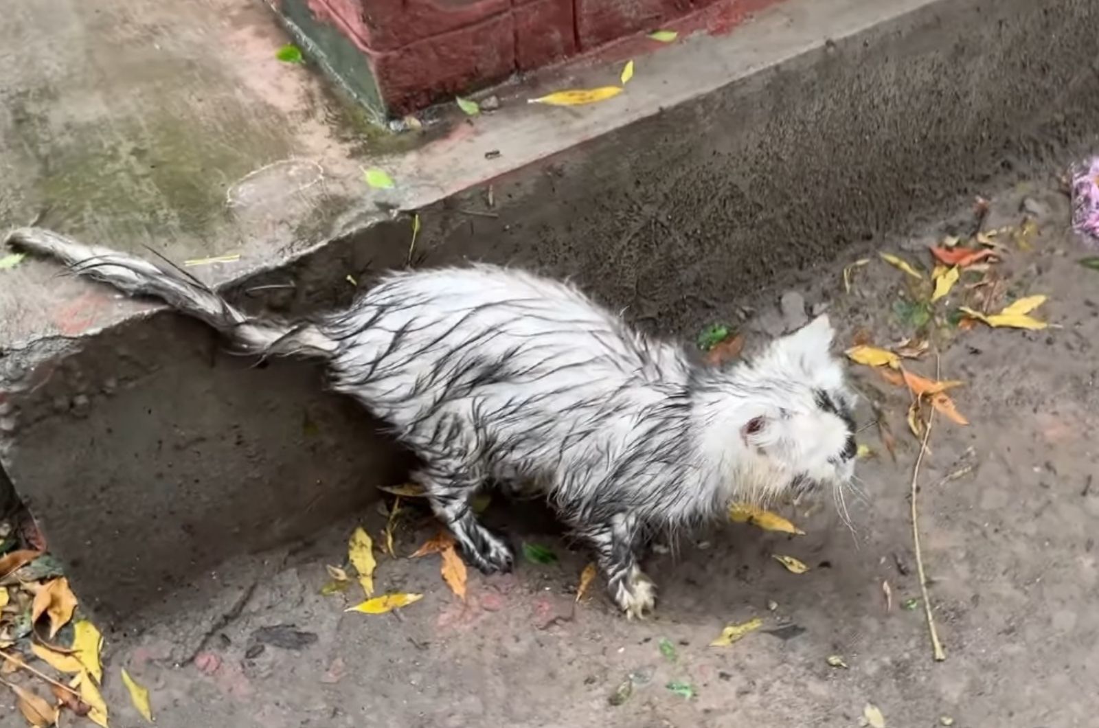 cat in the rain