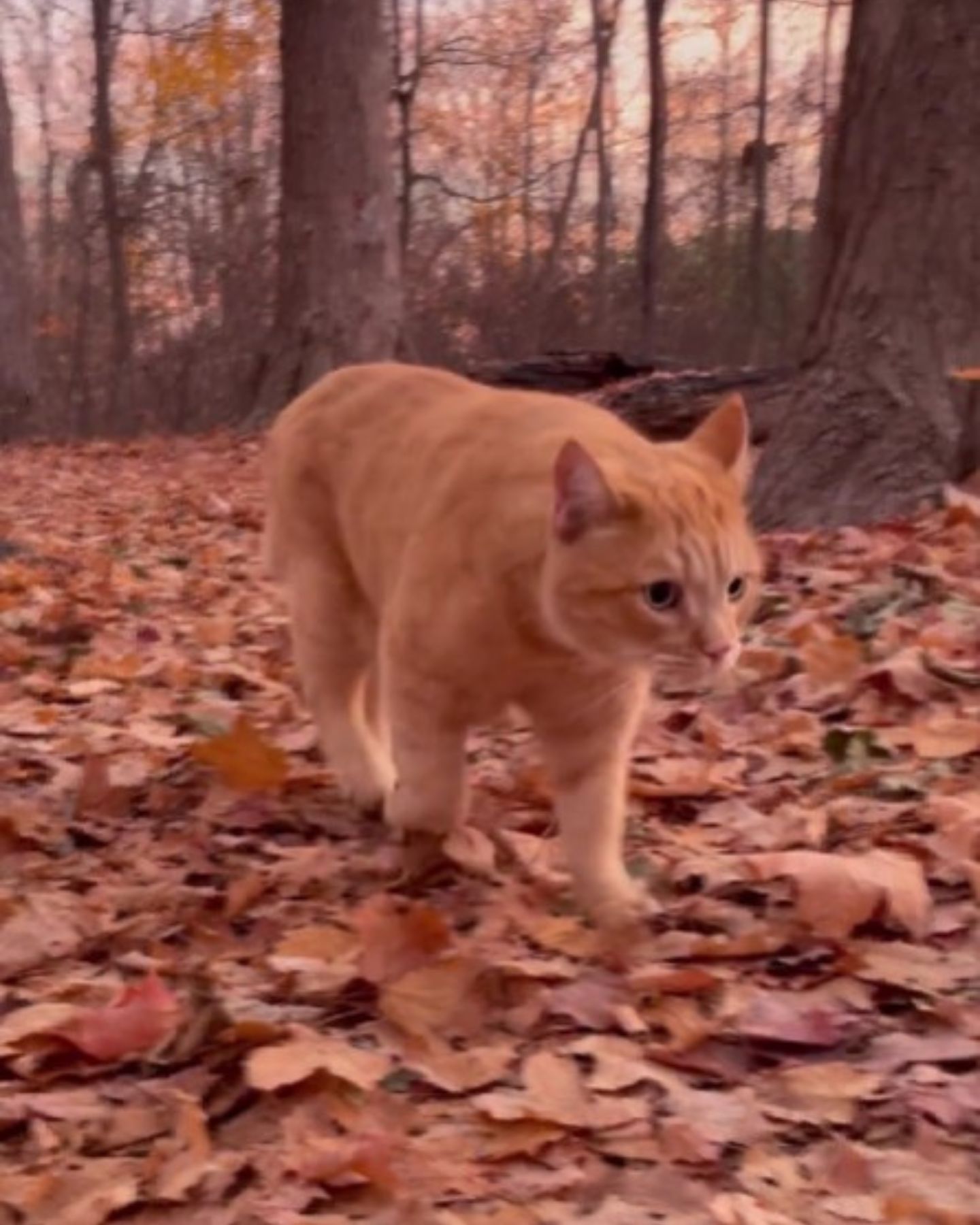 cat in wood