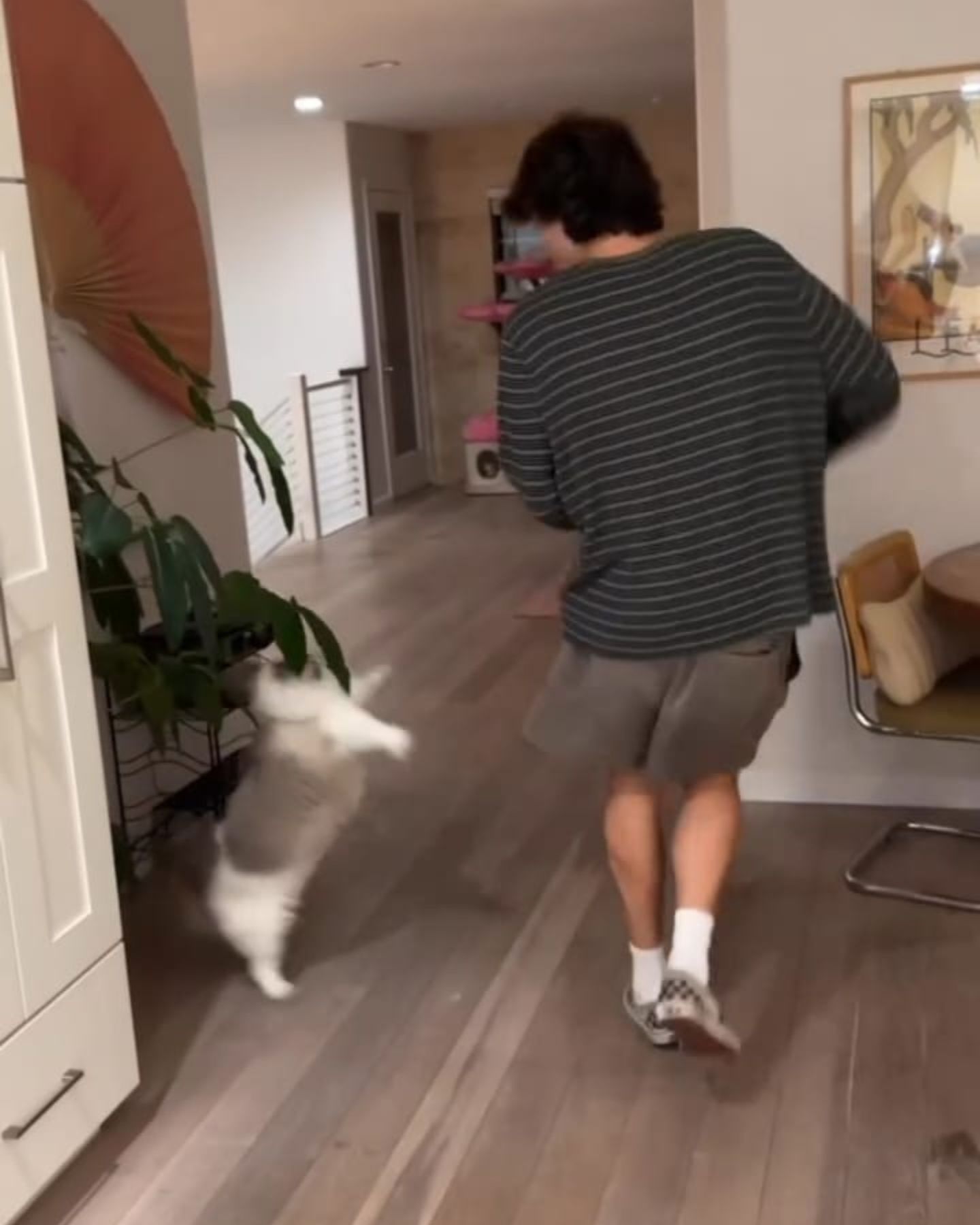 cat jumping on a guy