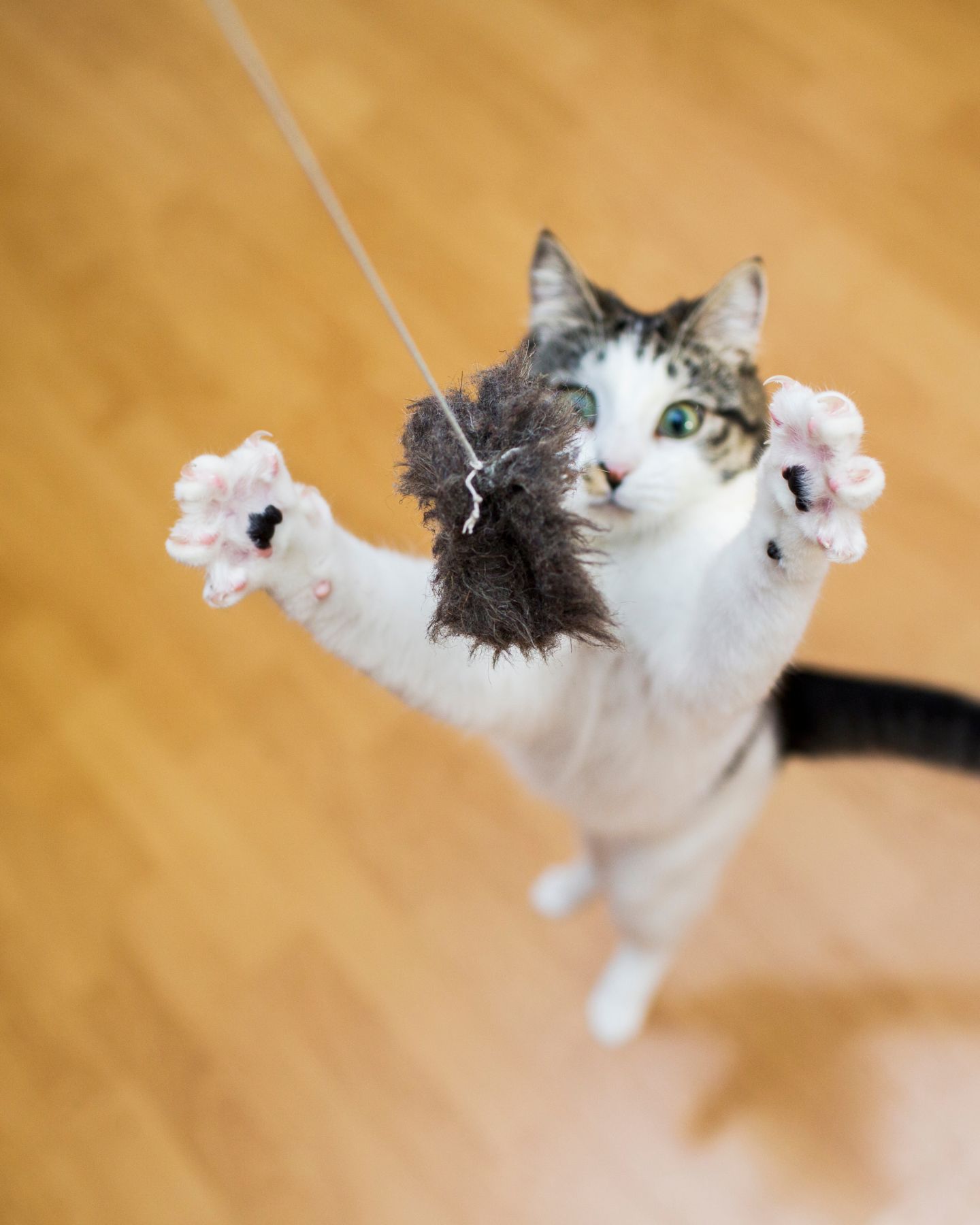 cat jumping to reach a toy