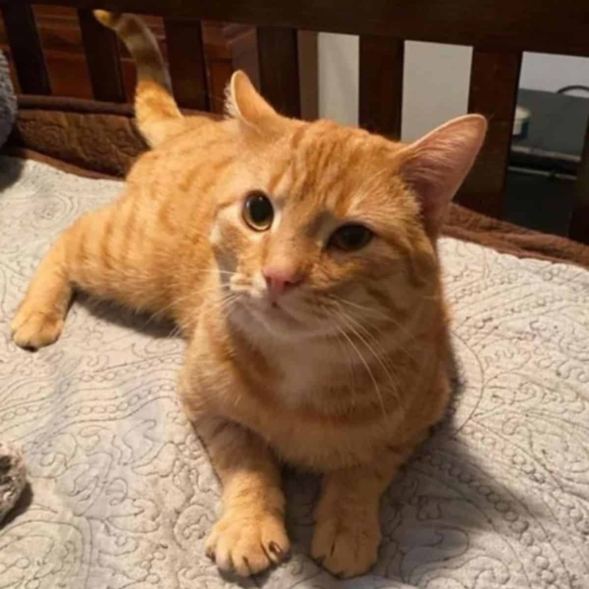 cat laying down in the house