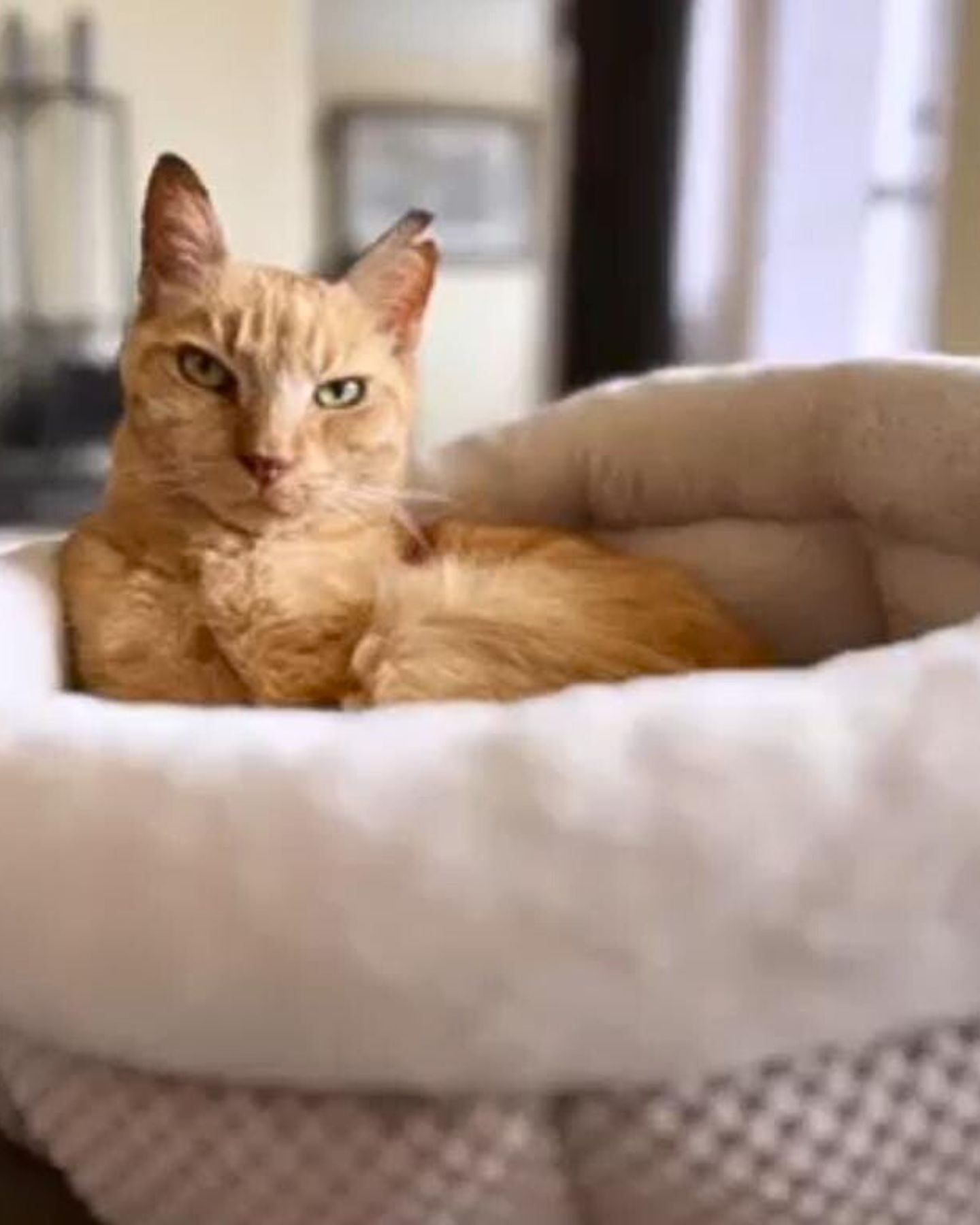 cat laying in rounded bed