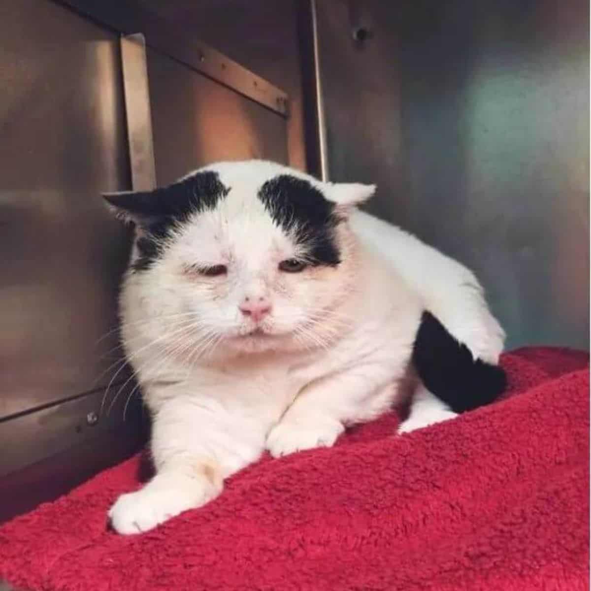 cat laying in the corner of the house