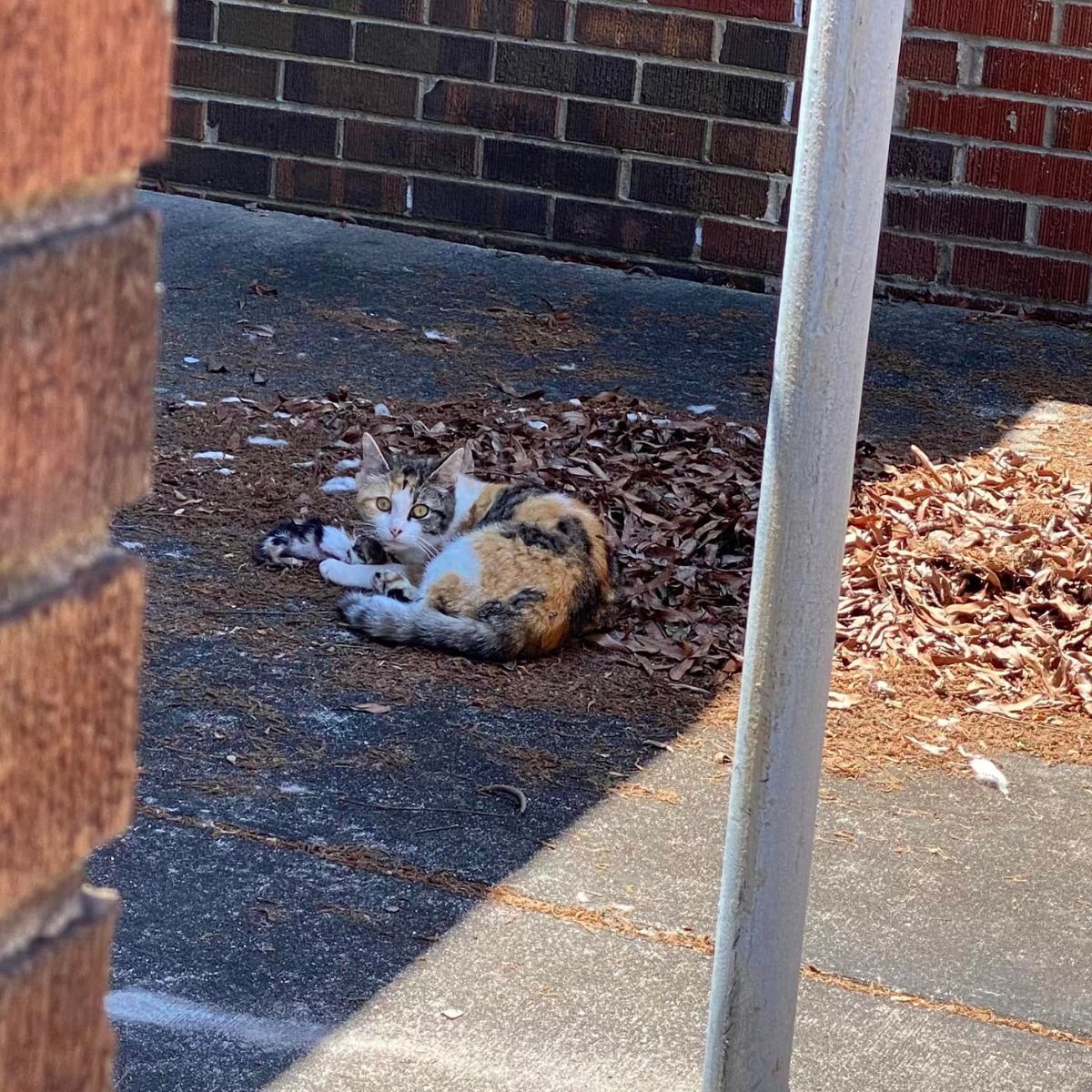 cat laying on a concrete