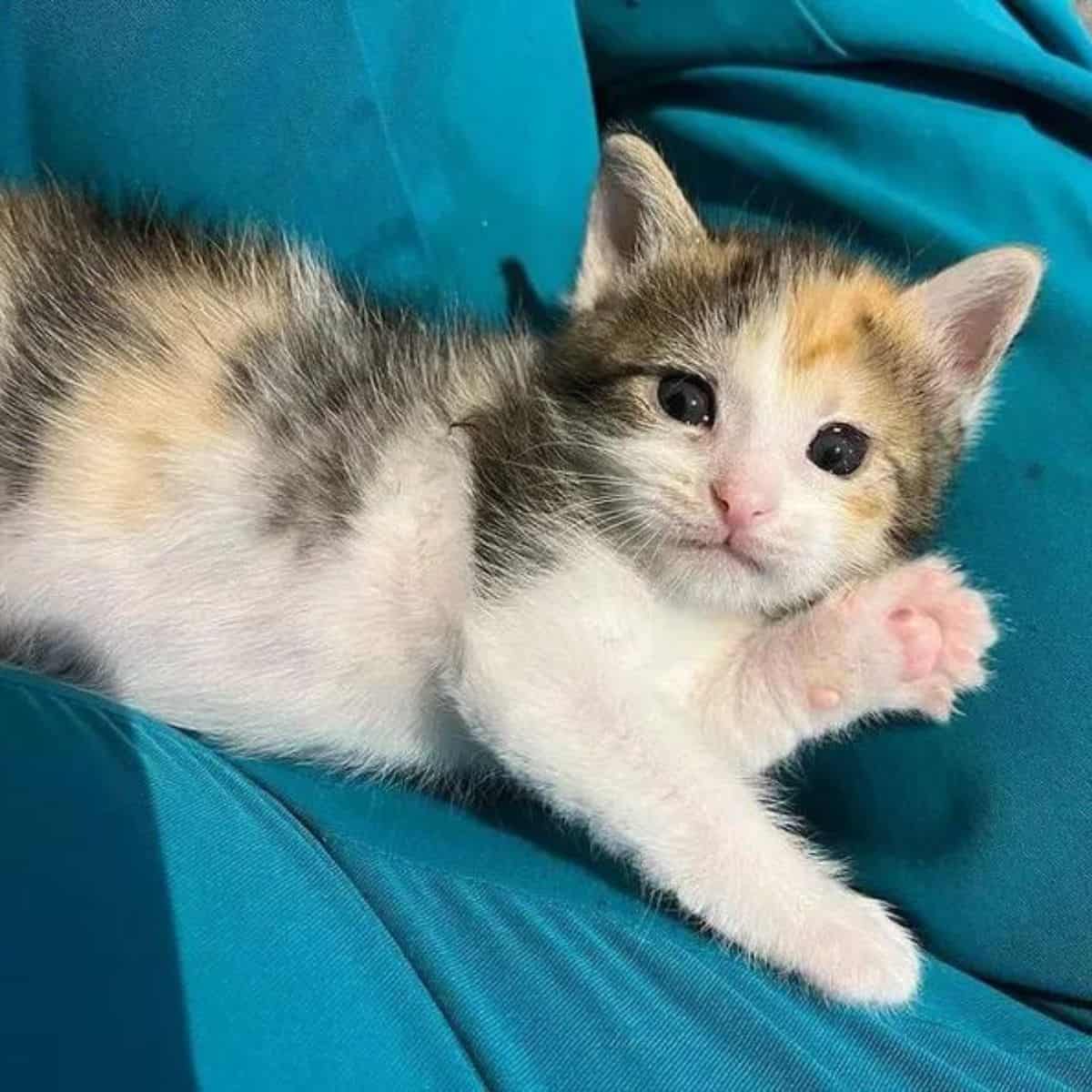 cat laying on body