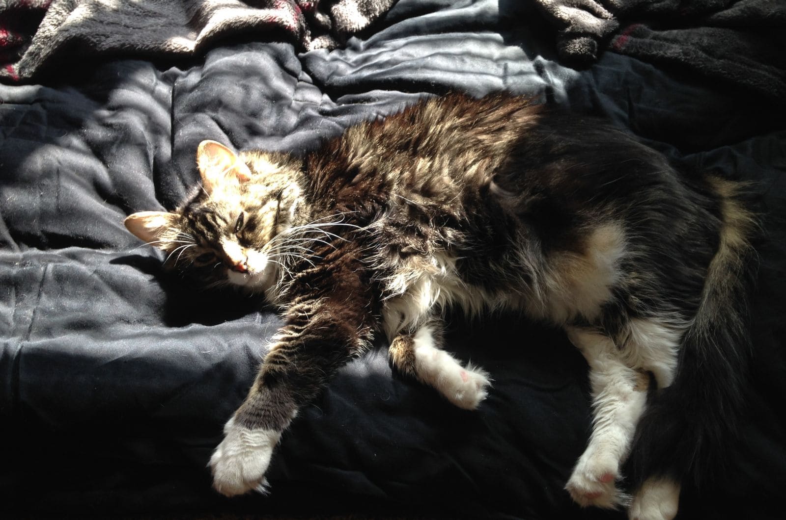 cat laying on the bed