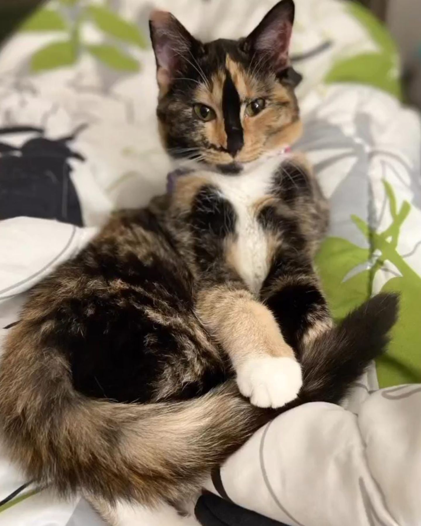 cat laying on the bed