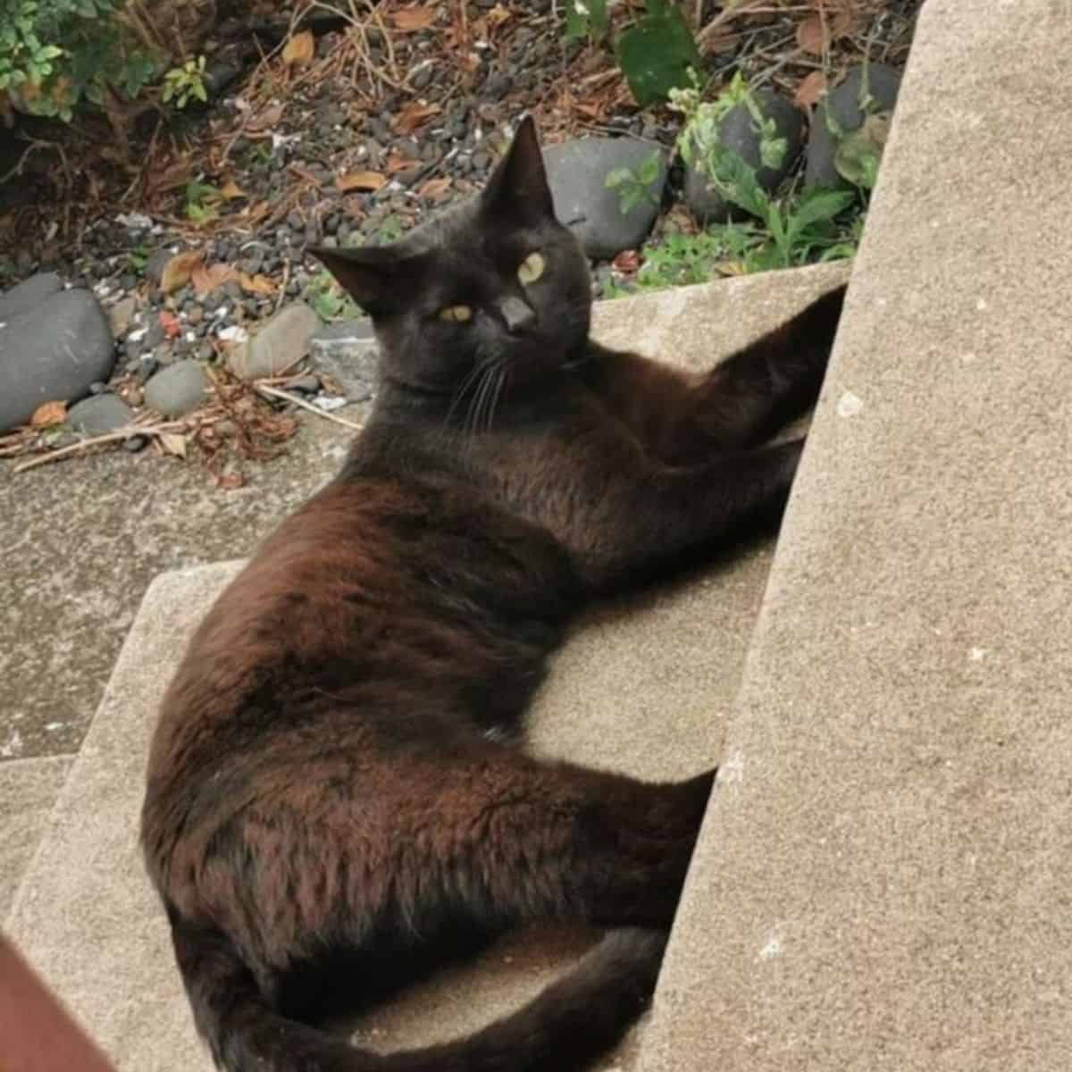 cat laying on the stairs