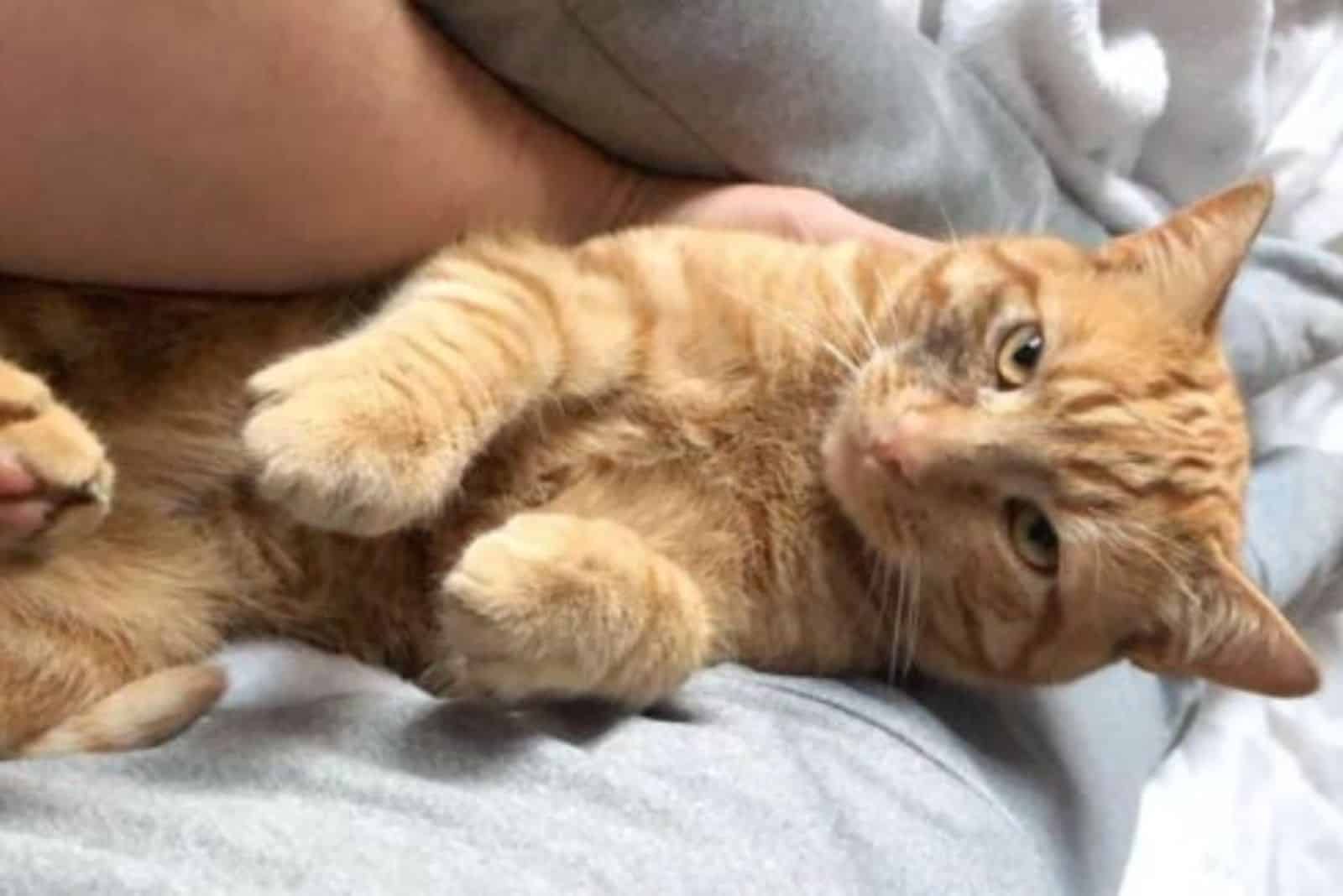 cat laying on woman legs