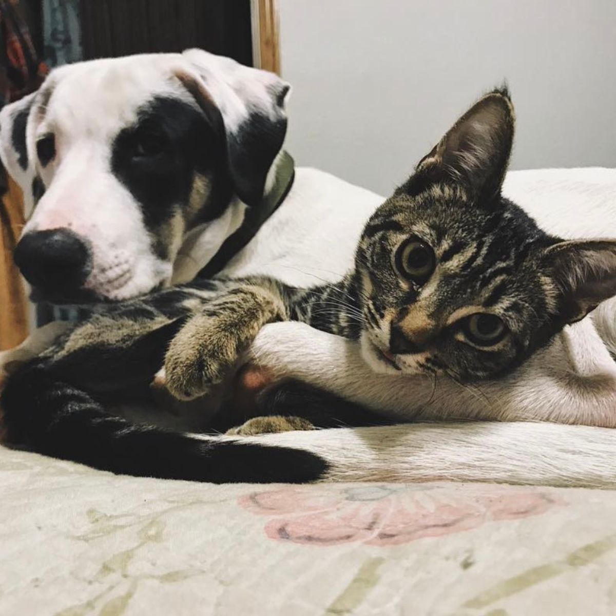 cat lays in dogs hug