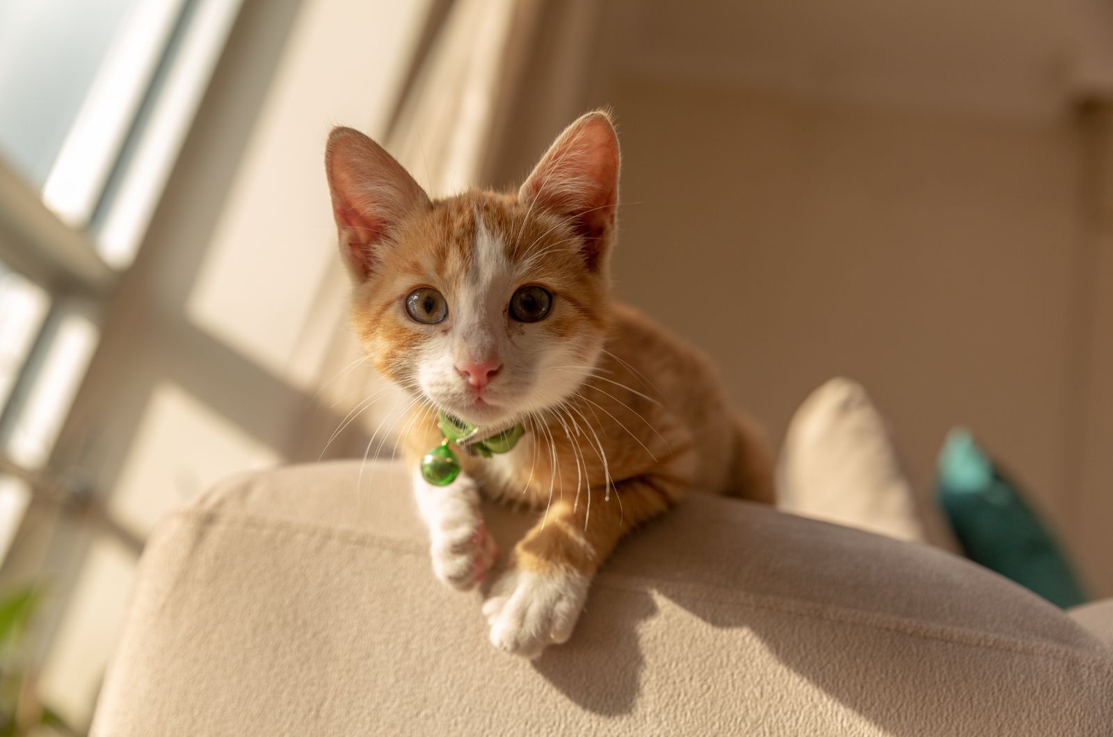 cat leaning off the couch