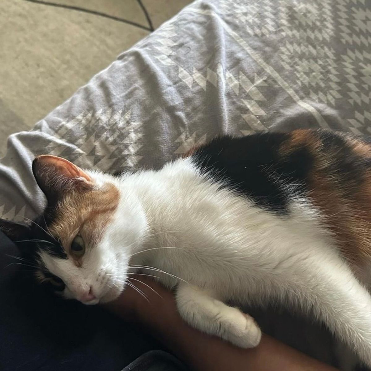 cat leaning on rescuer's hand