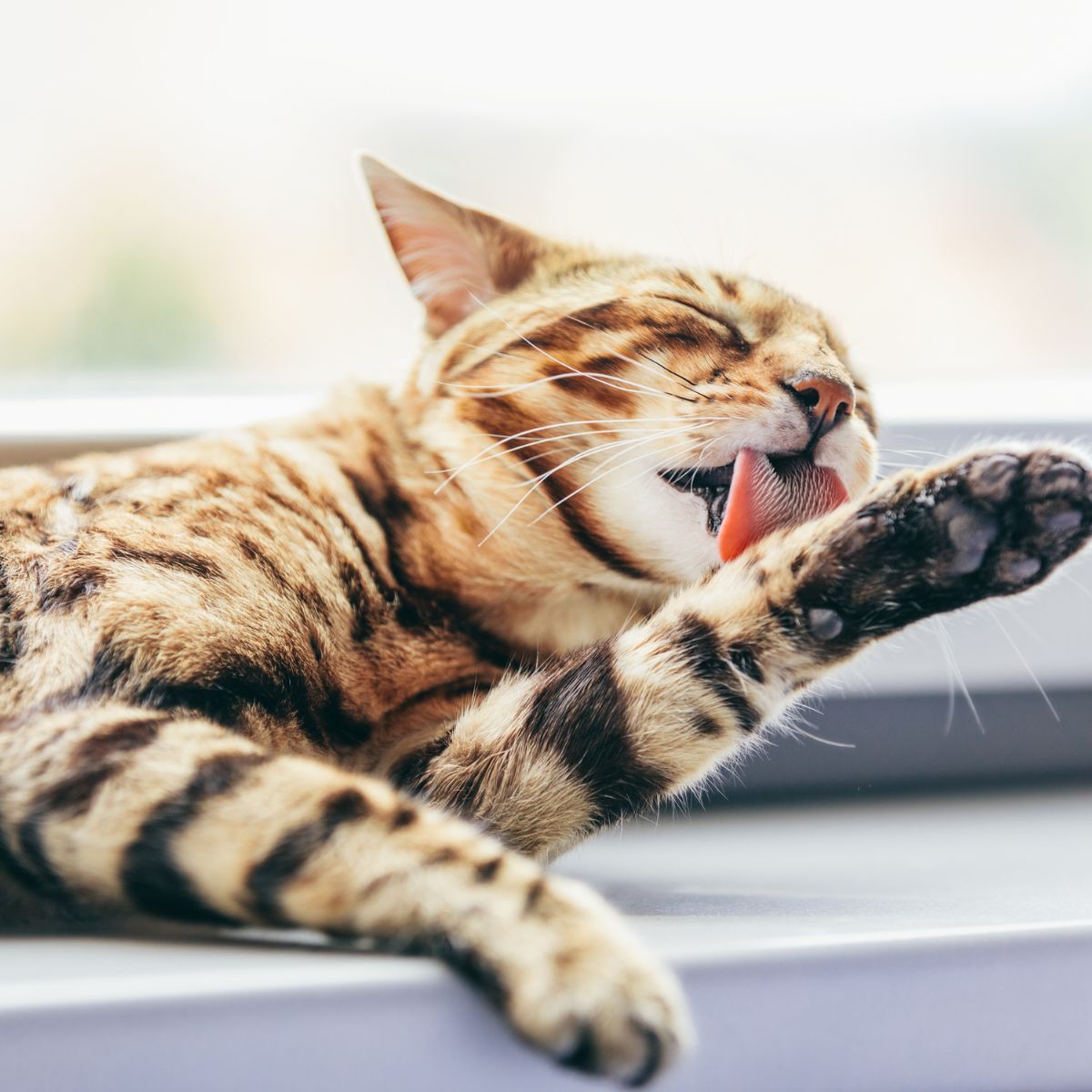 cat licking feet