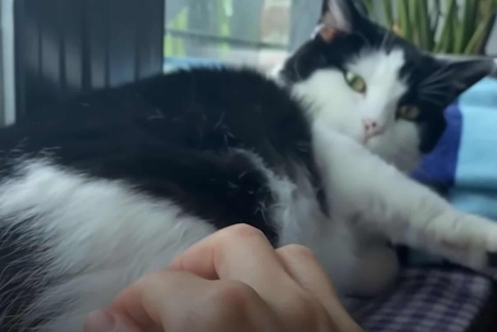 cat looking at human hand