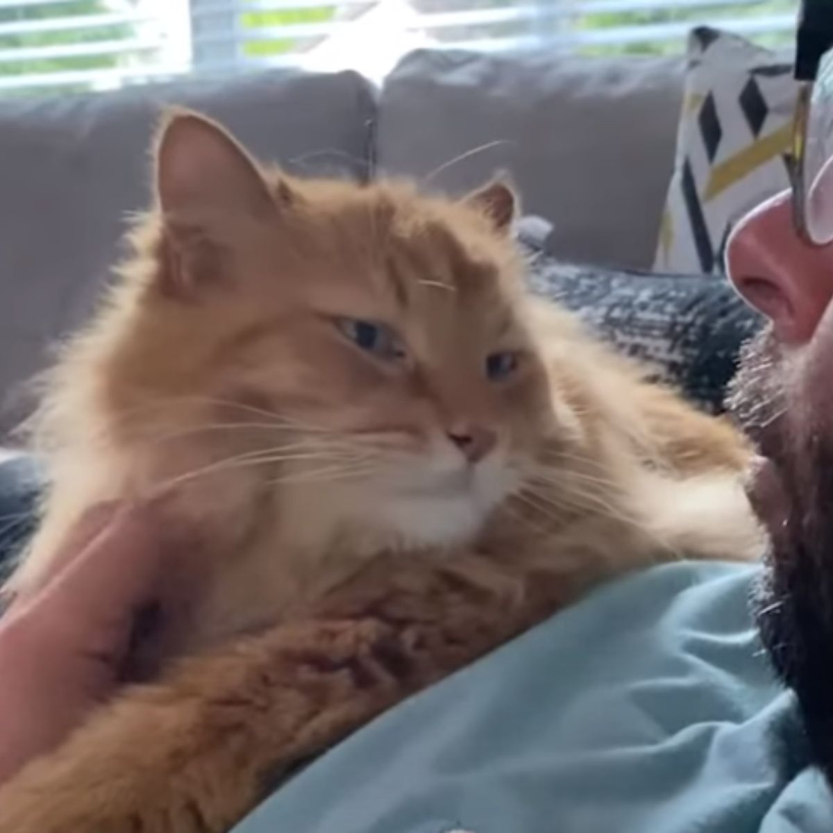 cat looking at man's face