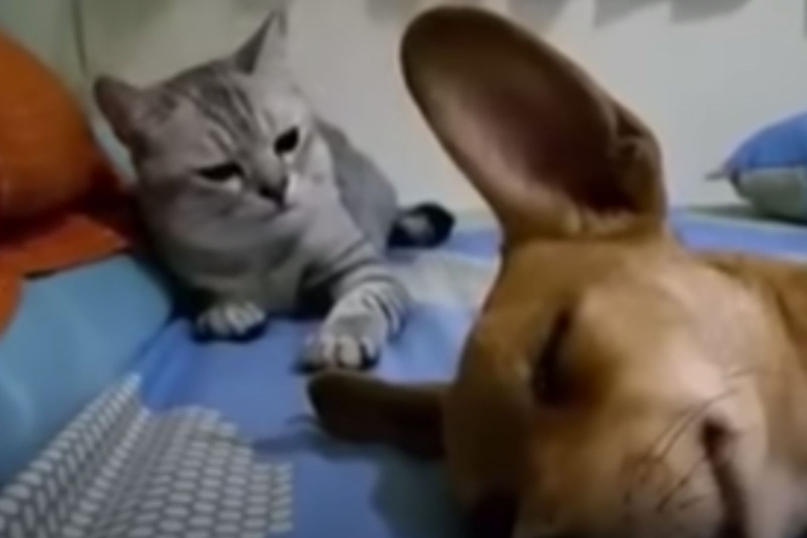 cat looking at sleeping dog