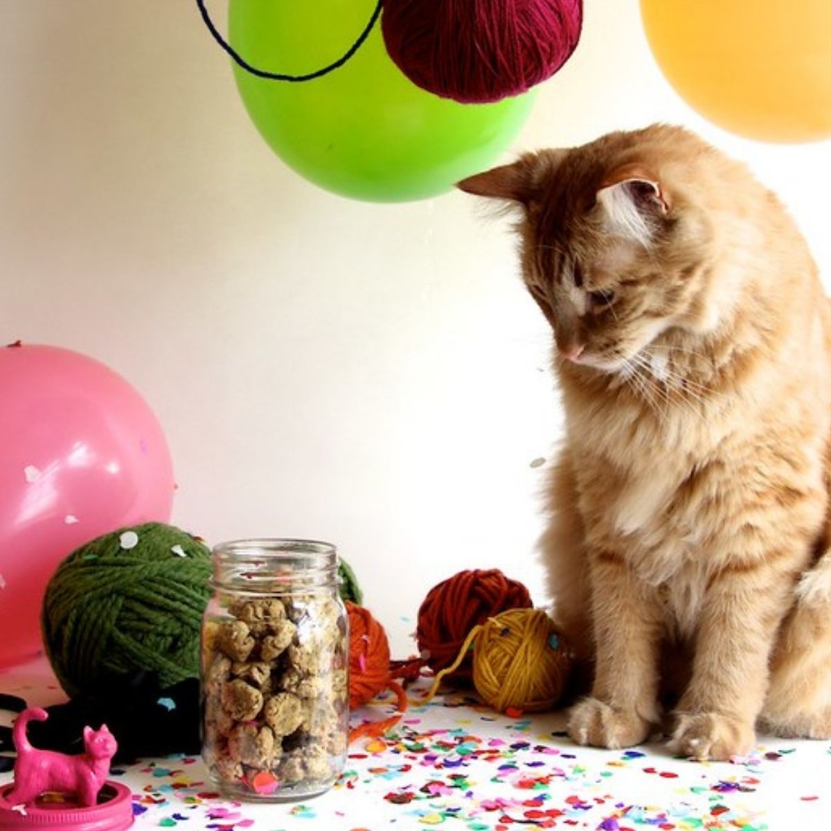 cat looking at the jar