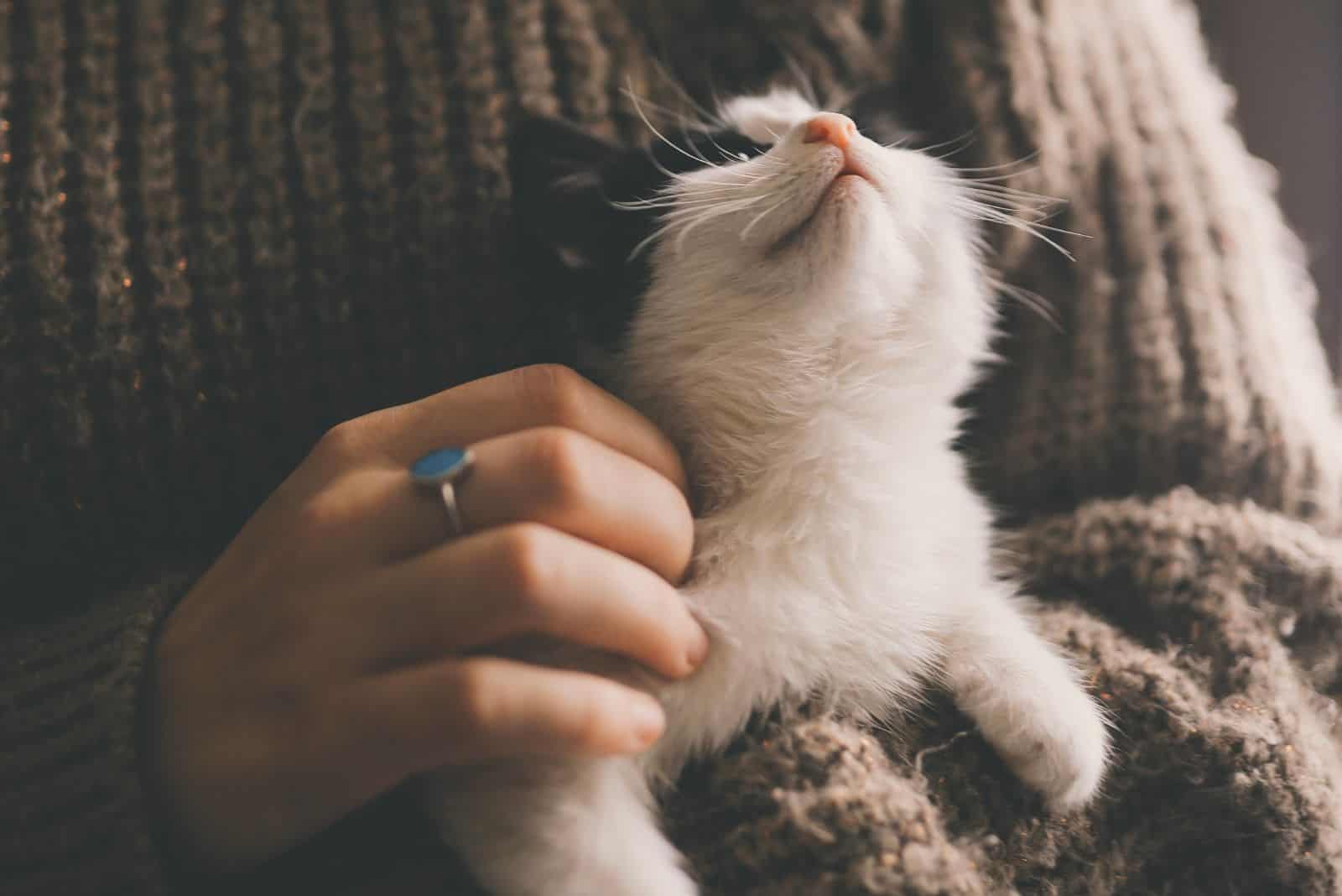 cat looking up at a woman holding her