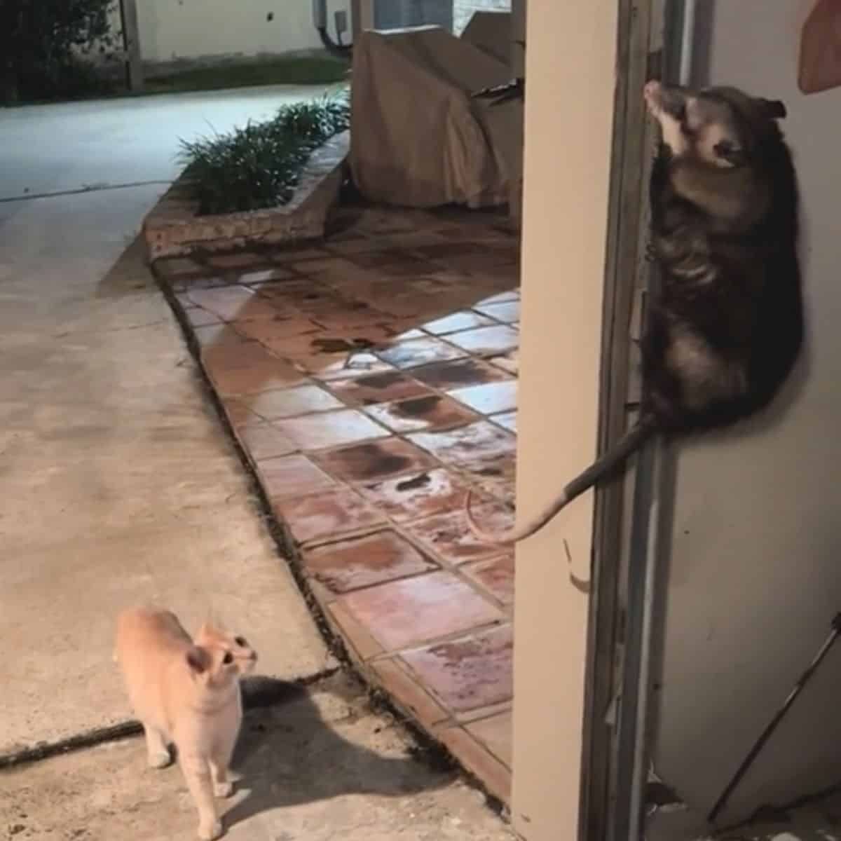 cat looks at opposum