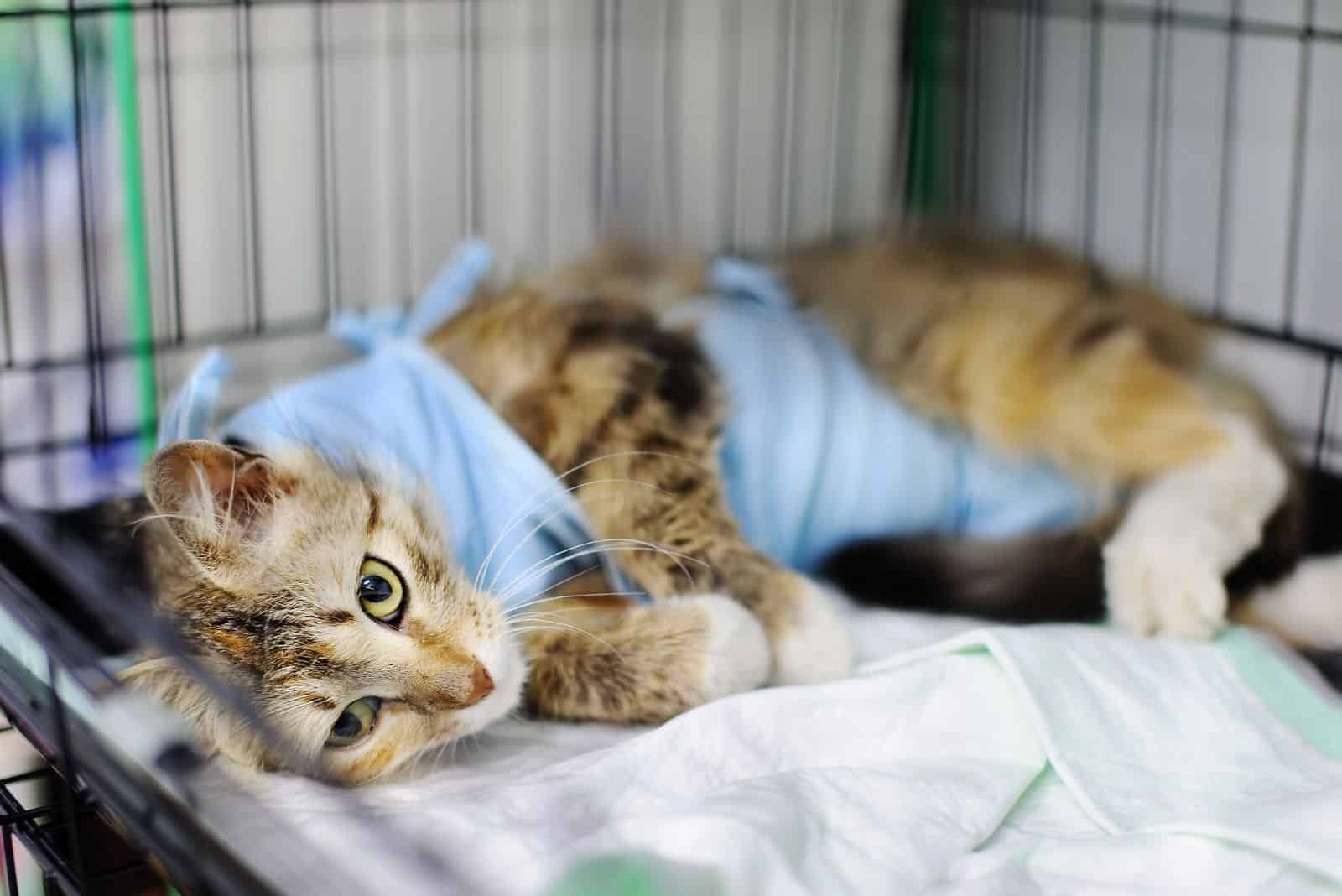 cat lying in a crate