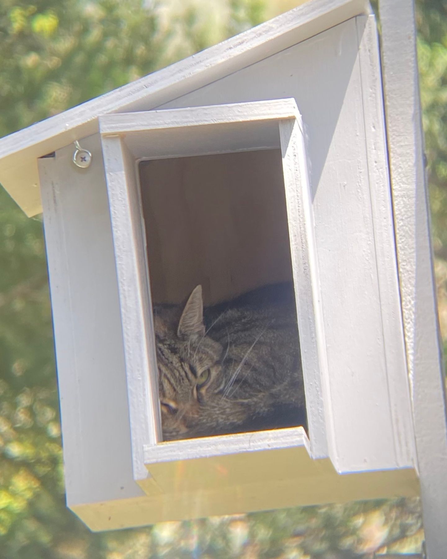 cat lying in owl box