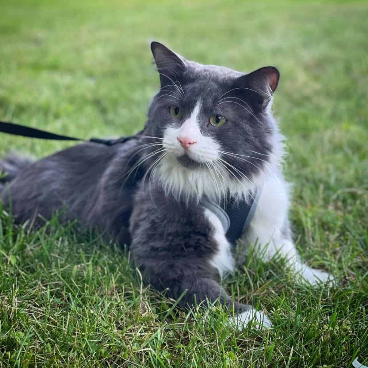 cat lying in the grass