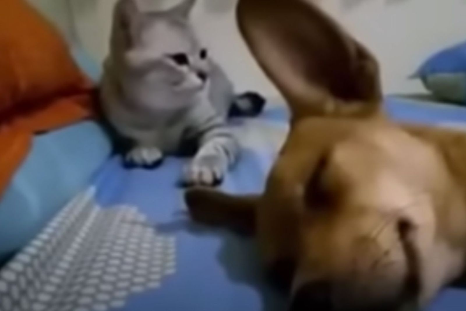 cat lying next to a dog sleeping