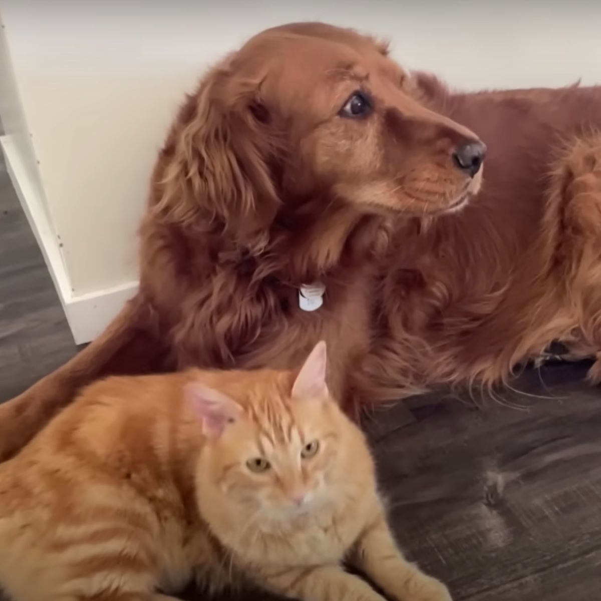 cat lying next to a dog