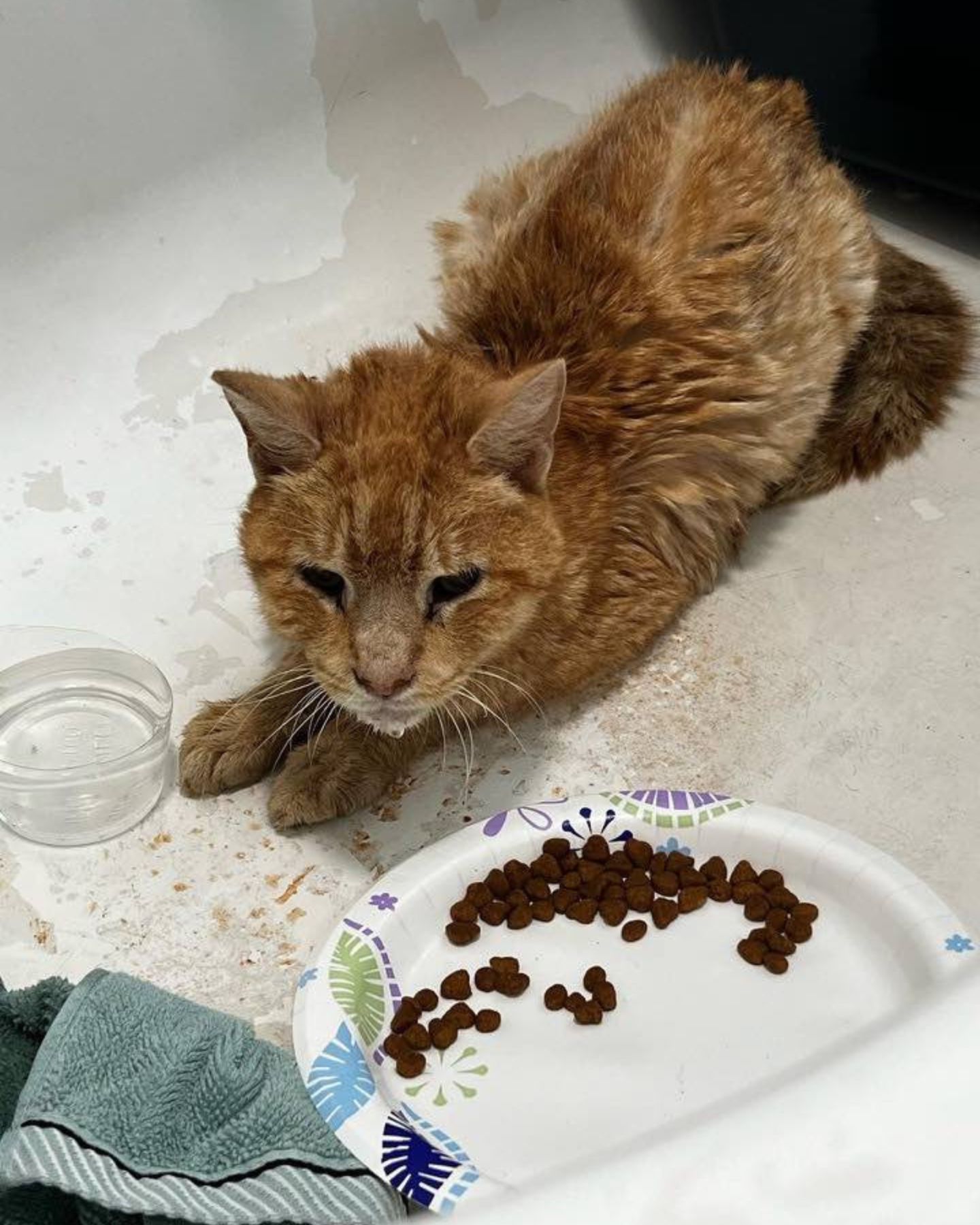 cat lying next to a plate with food