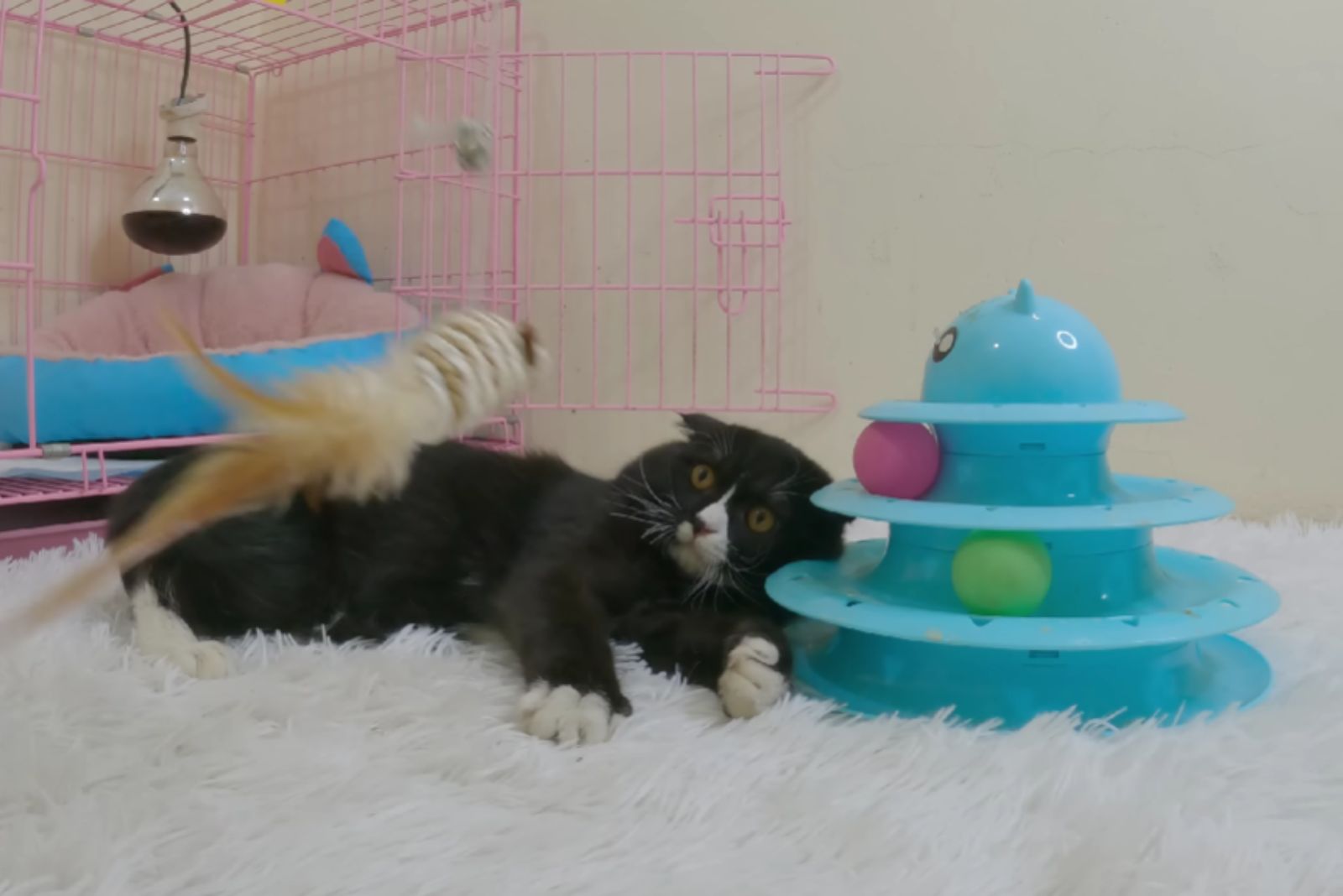 cat lying next to a toy