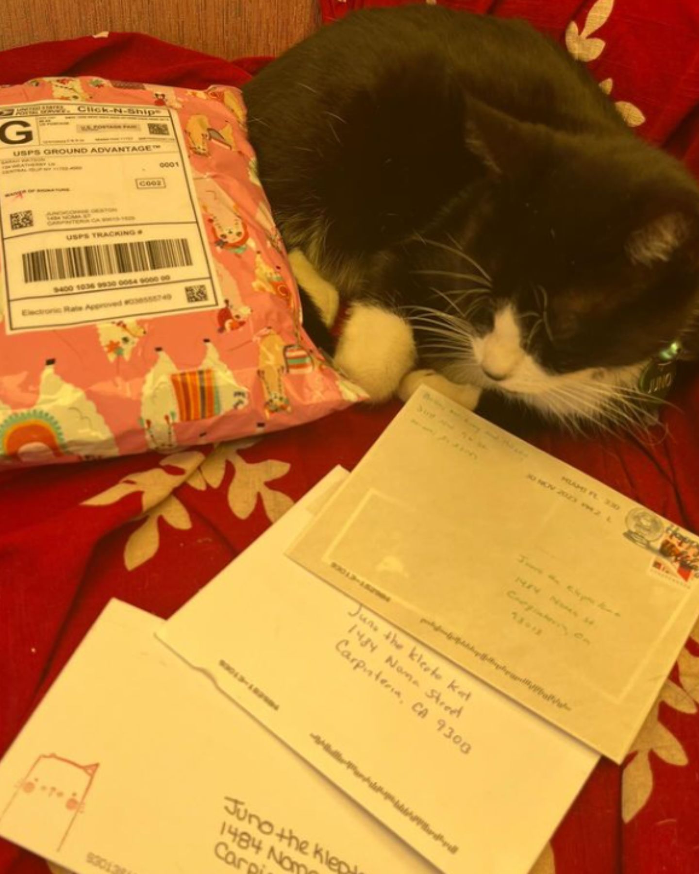 cat lying next to letters