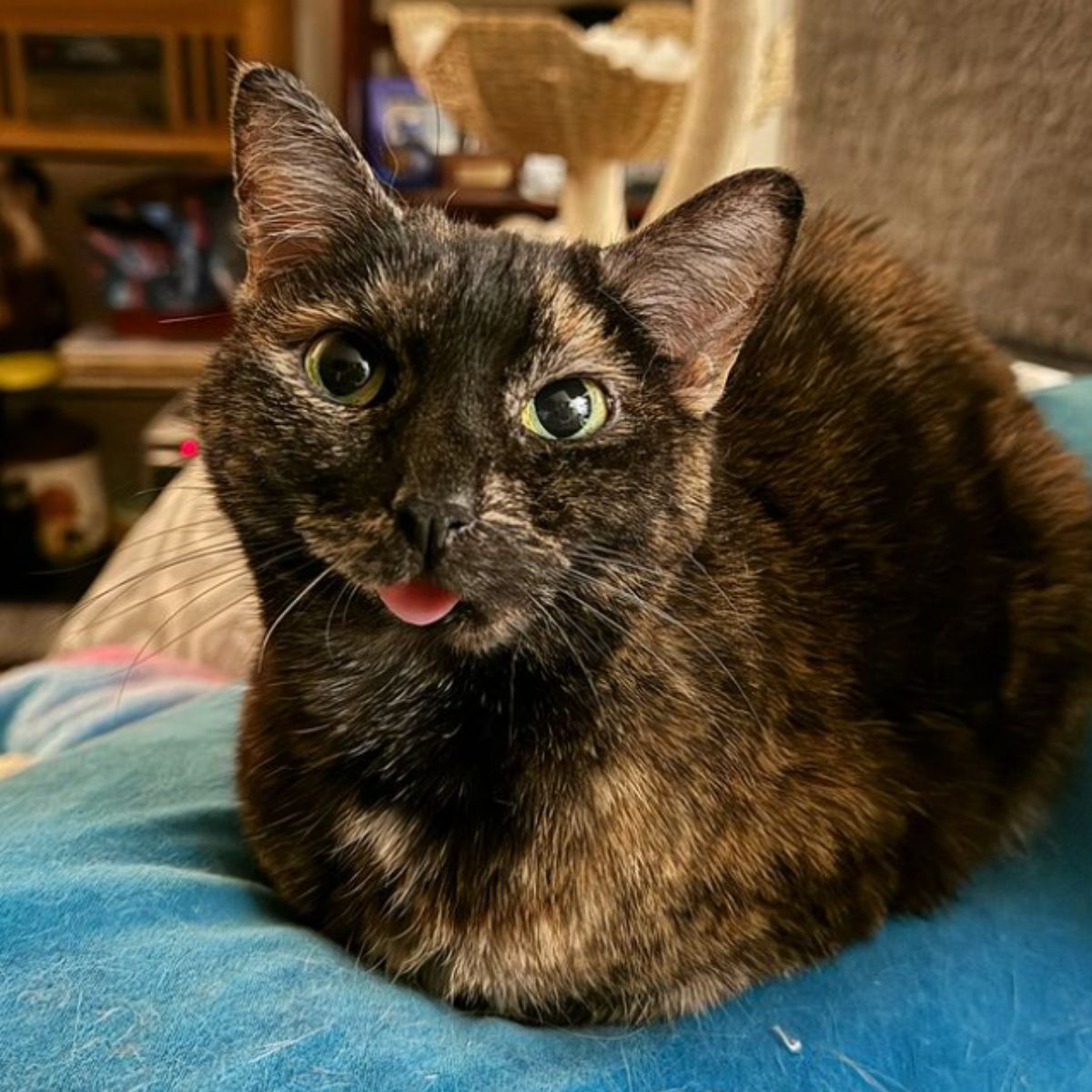 cat lying on a blue blanket