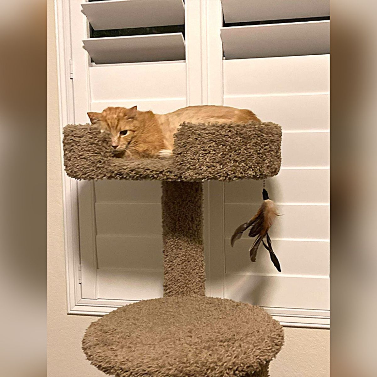 cat lying on a cat tree