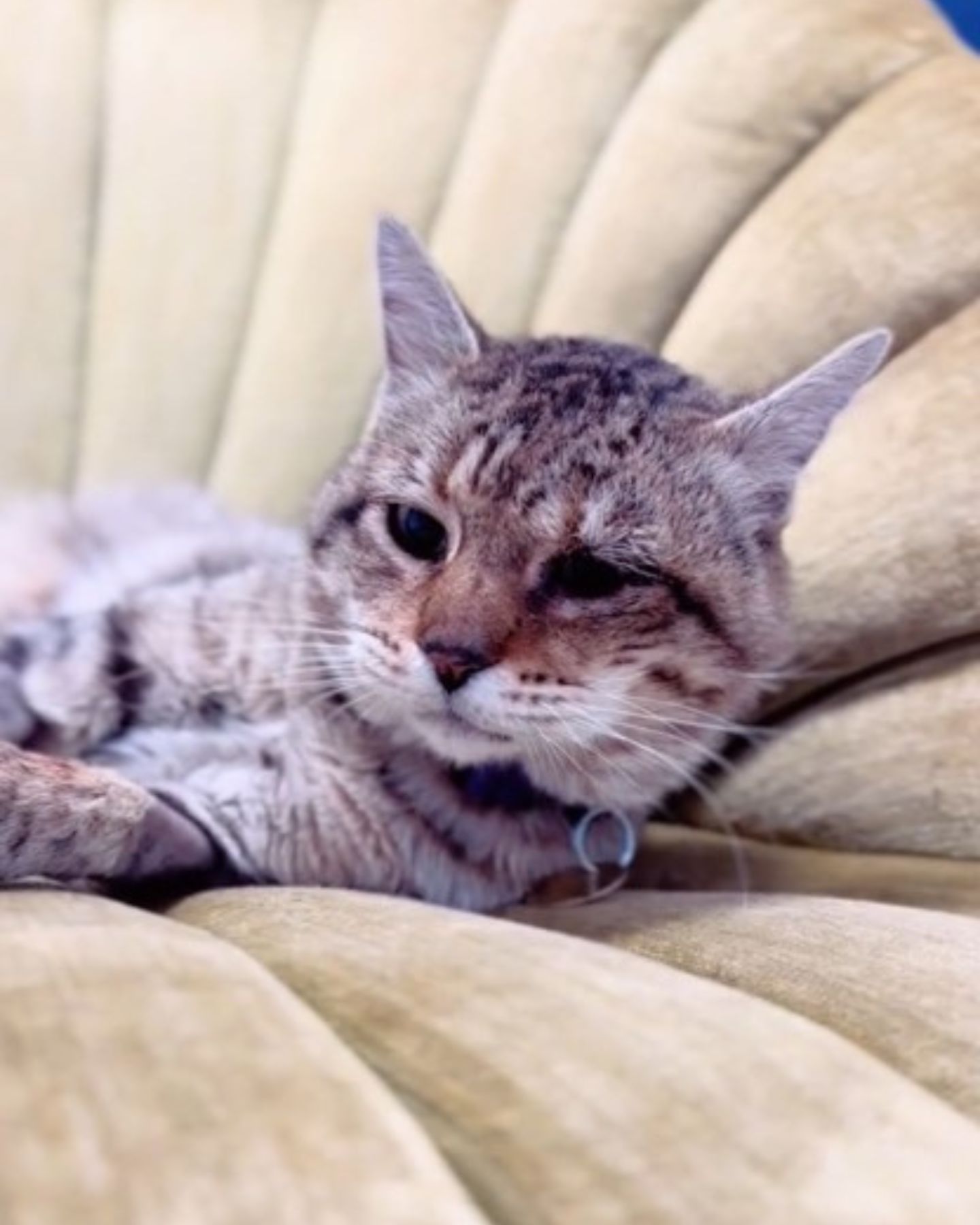 cat lying on a chair