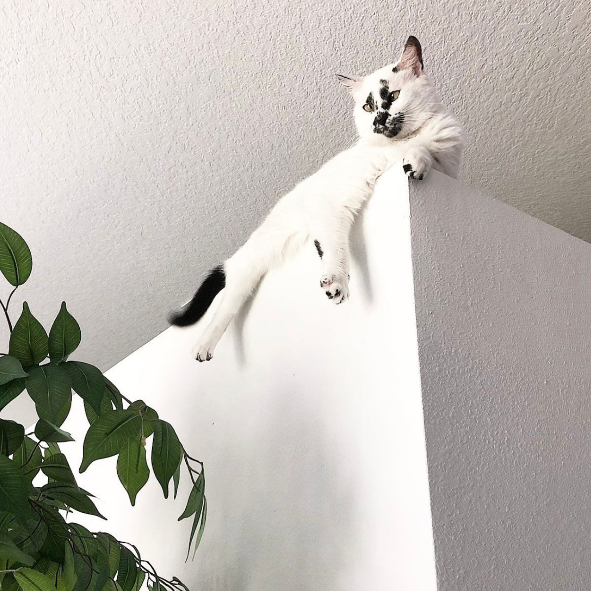 cat lying on a wall