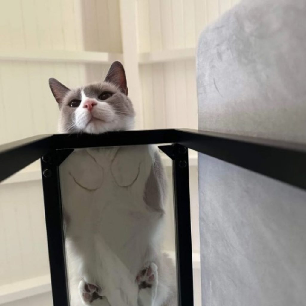 cat lying on glass